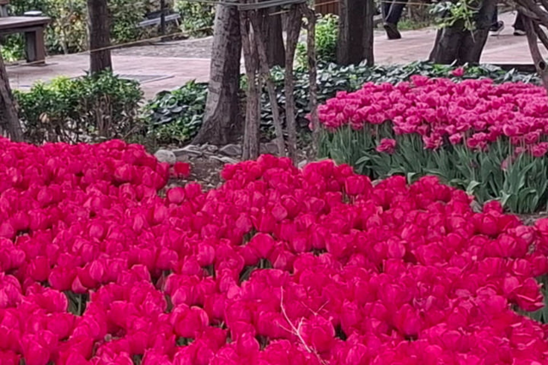 تصویر زوم شده یک باغ با گل های قرمز و صورتی و درختان سرسبز