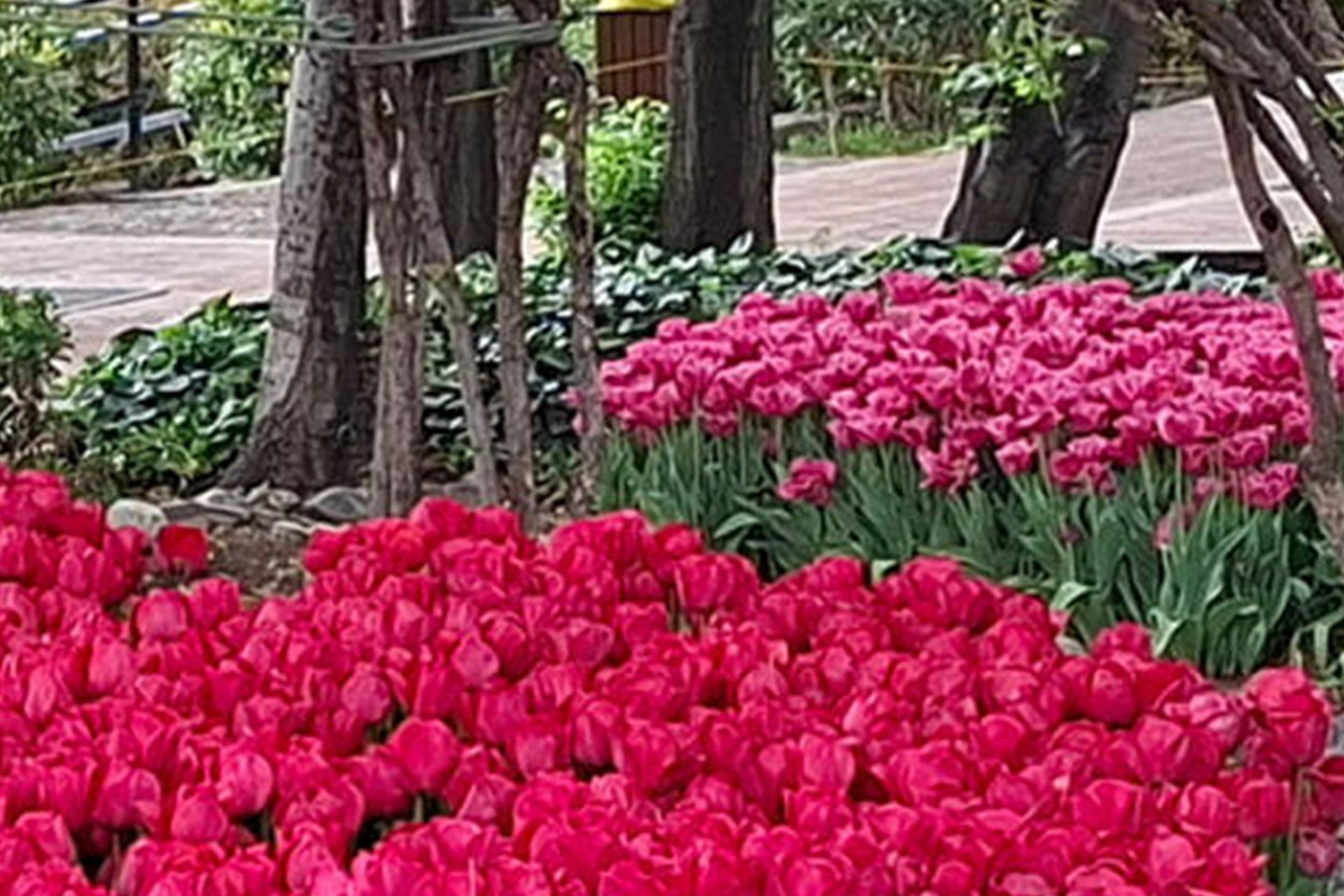 تصویر زوم شده یک باغ با گل های قرمز و صورتی و درختان سرسبز