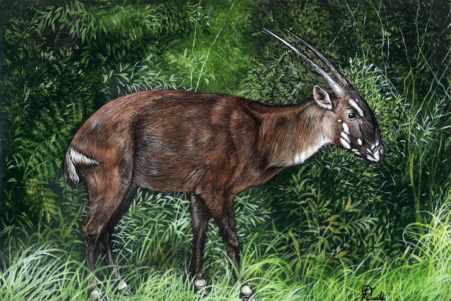 نقاشی از سائولا