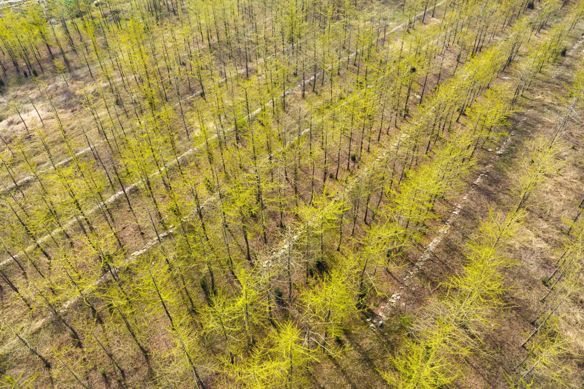 saplings trees science gettyimages min 657b1463eb3279f2c061f017