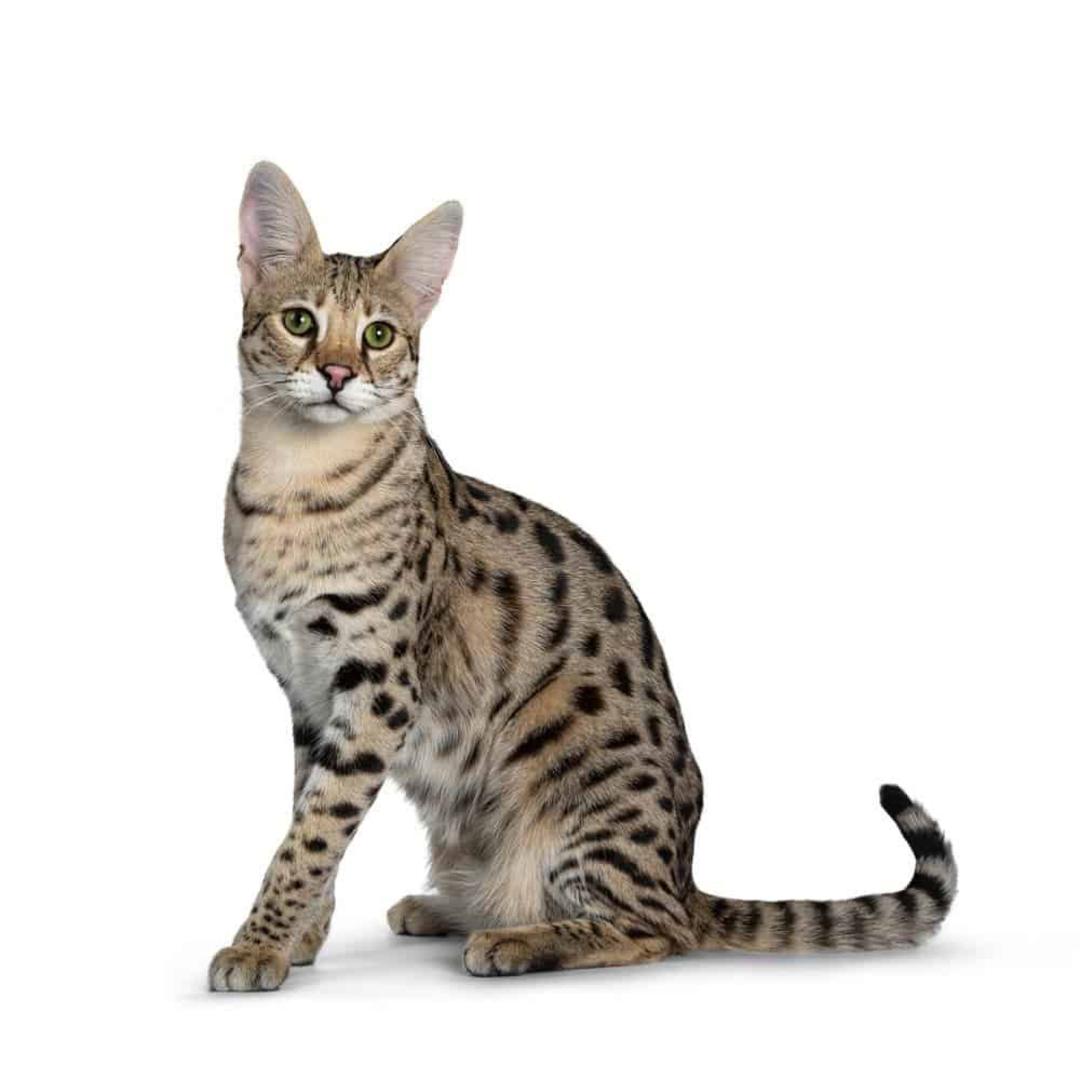 گربه ساوانا