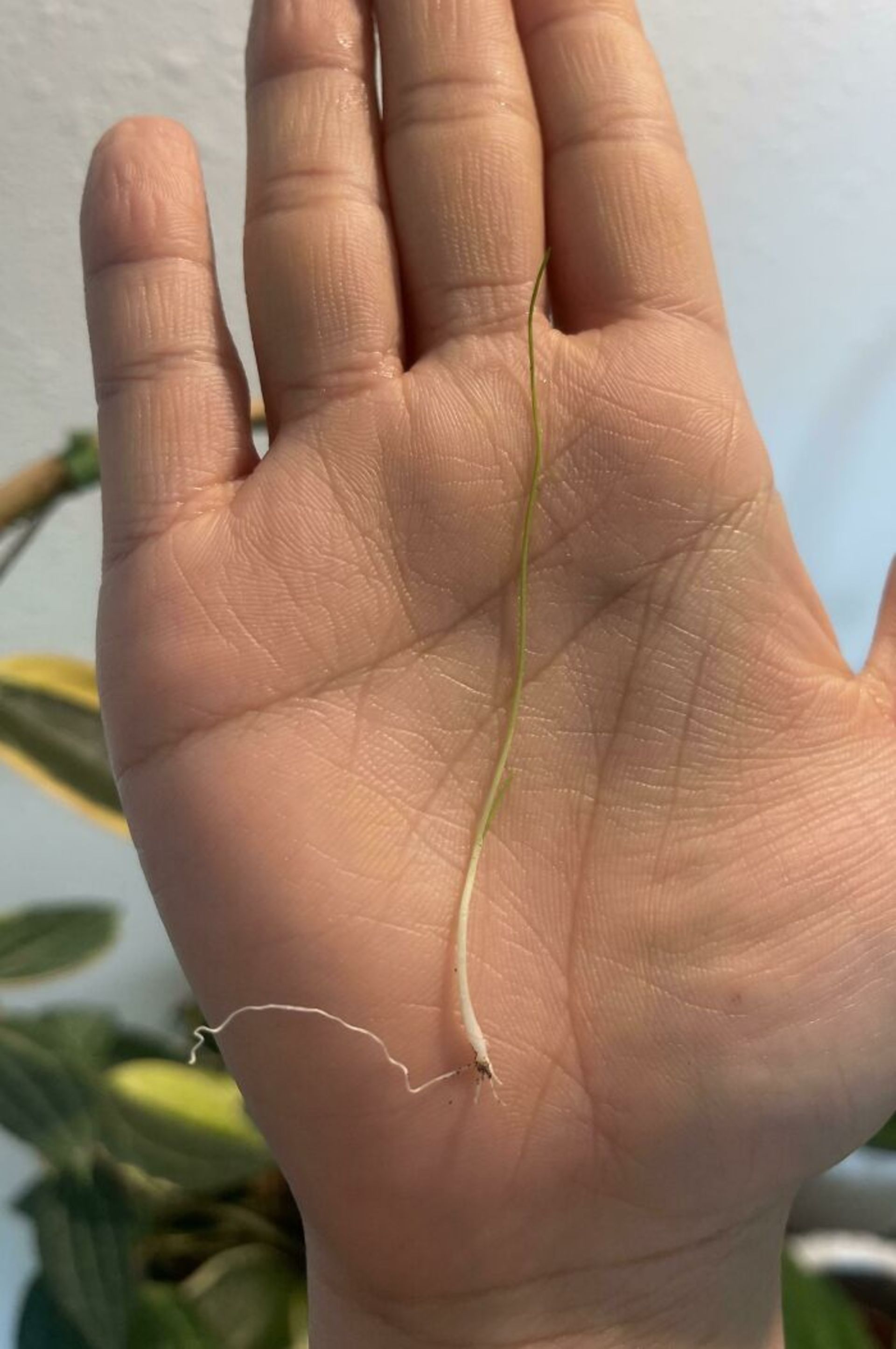 پیازچه کوچک کف دست