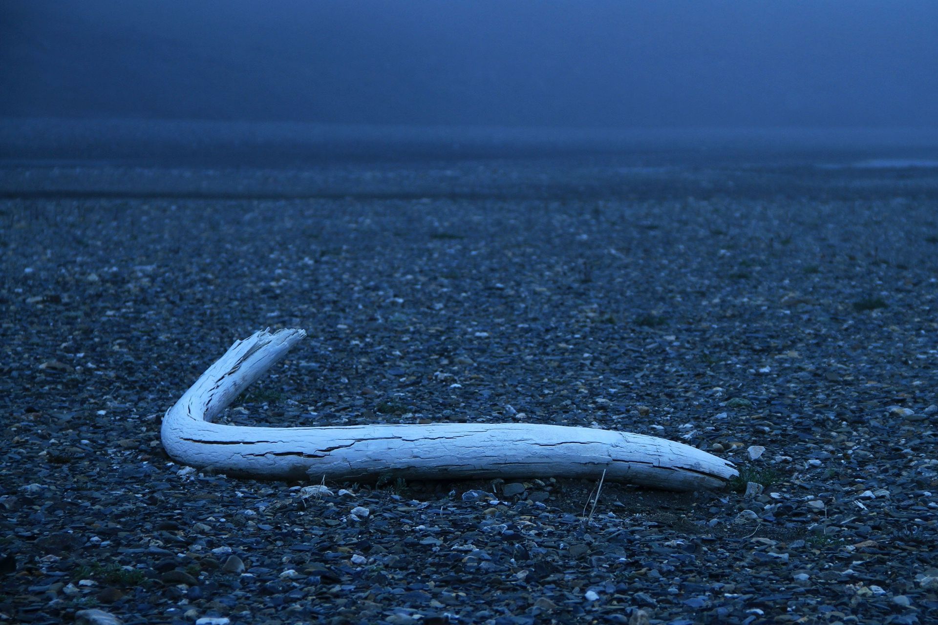 عاج ماموت کشف شده در جزیره ورانگل روسیه