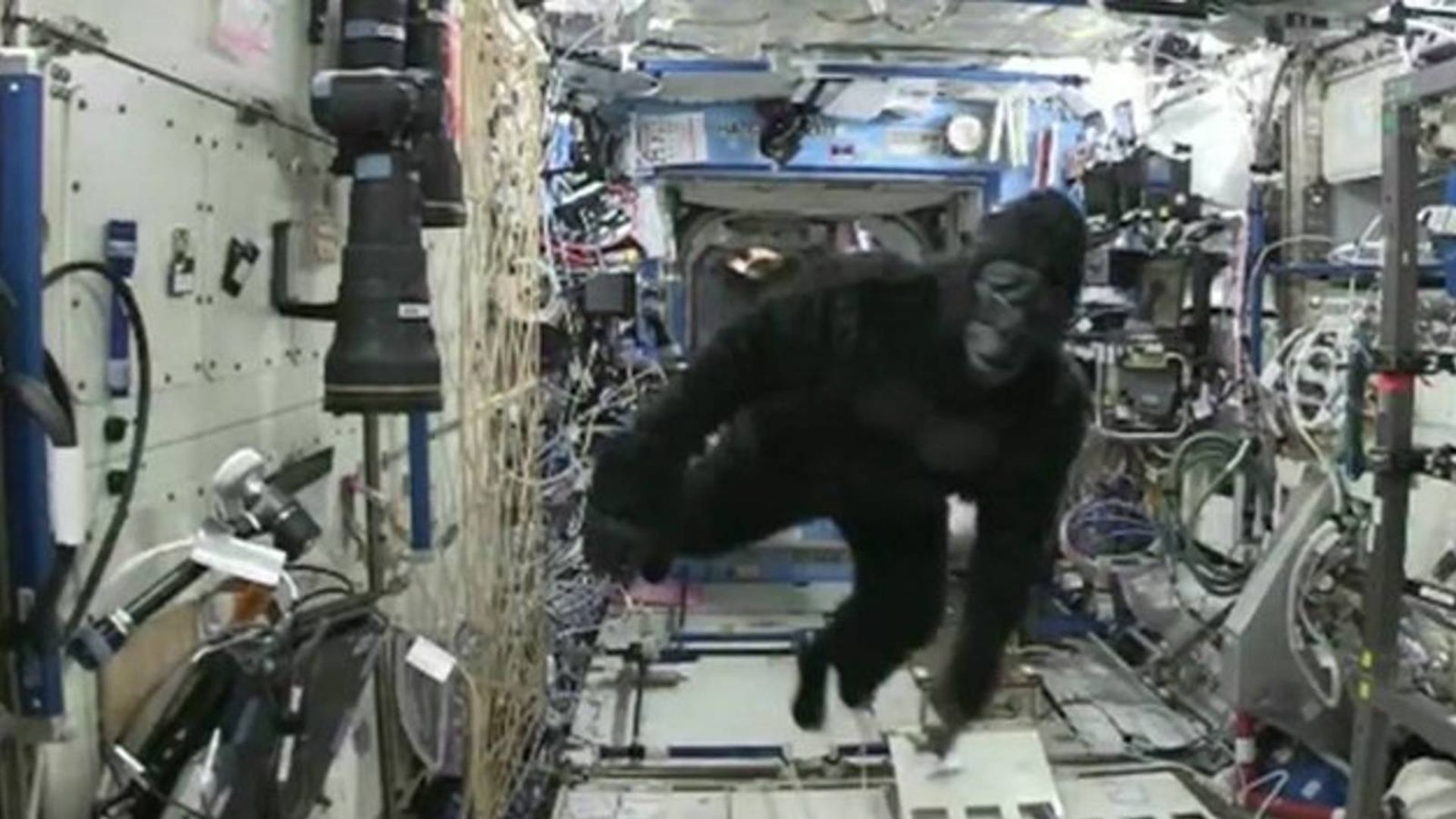 Scott Kelly in a gorilla suit