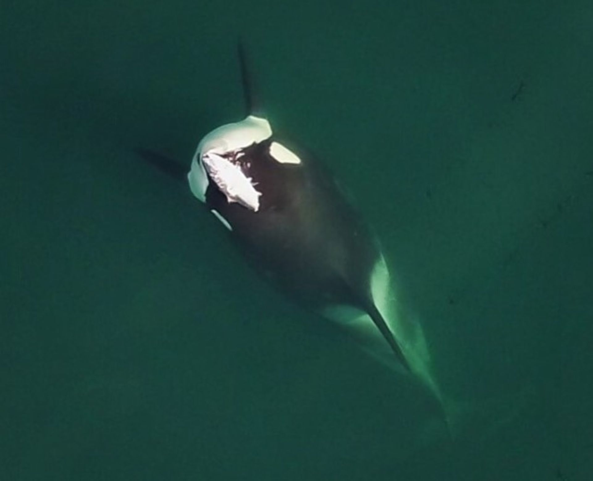 نهنگ قاتل کلاهی از ماهی بر سر دارد