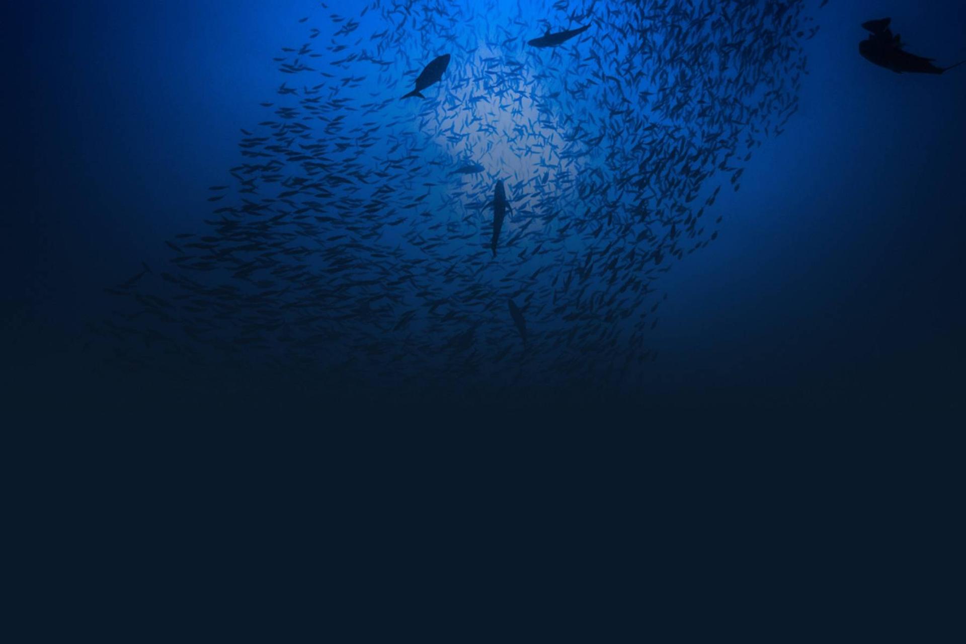 اقیانوس