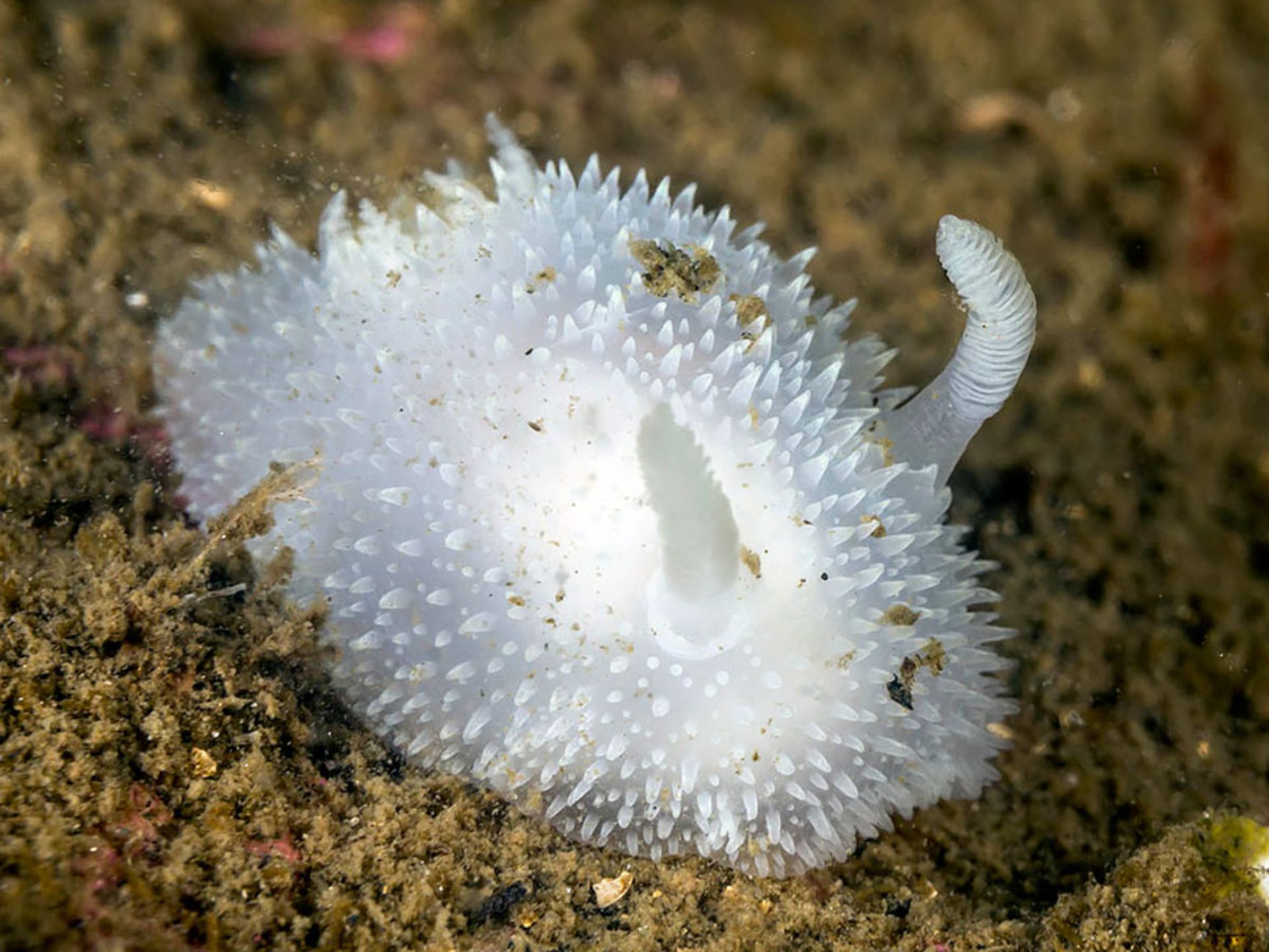 خرگوش دریایی (Acanthodoris pilosa)