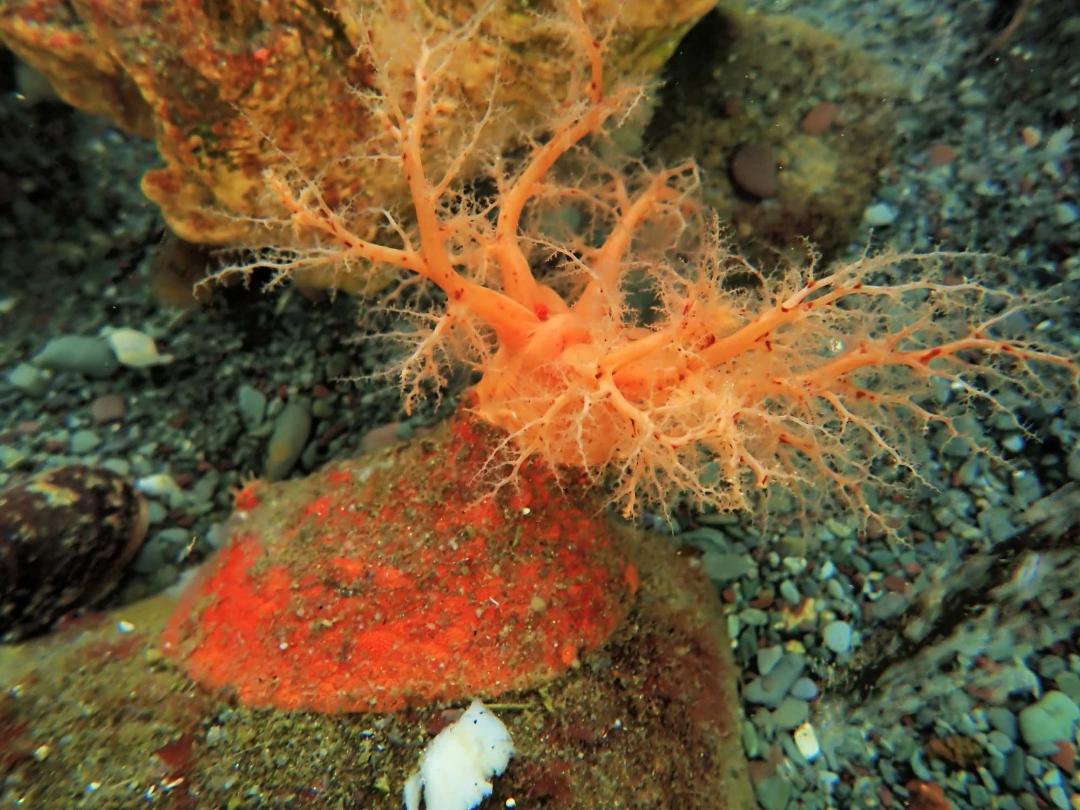 خیار دریایی نارنجی در بستر دریا
