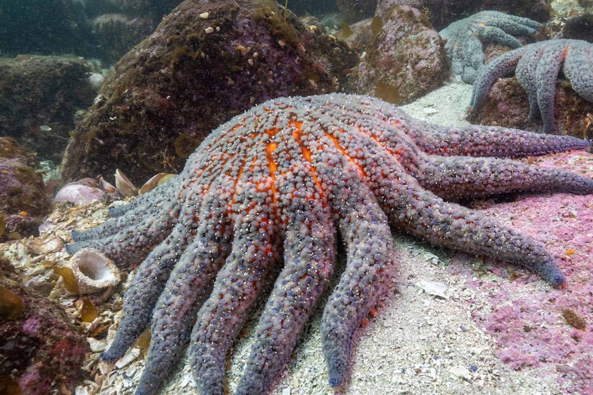 ستاره دریایی