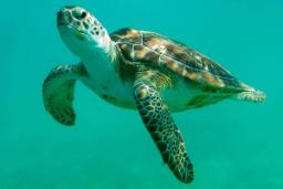 لاک‌پشت‌های دریایی نر درحال انقراض هستند