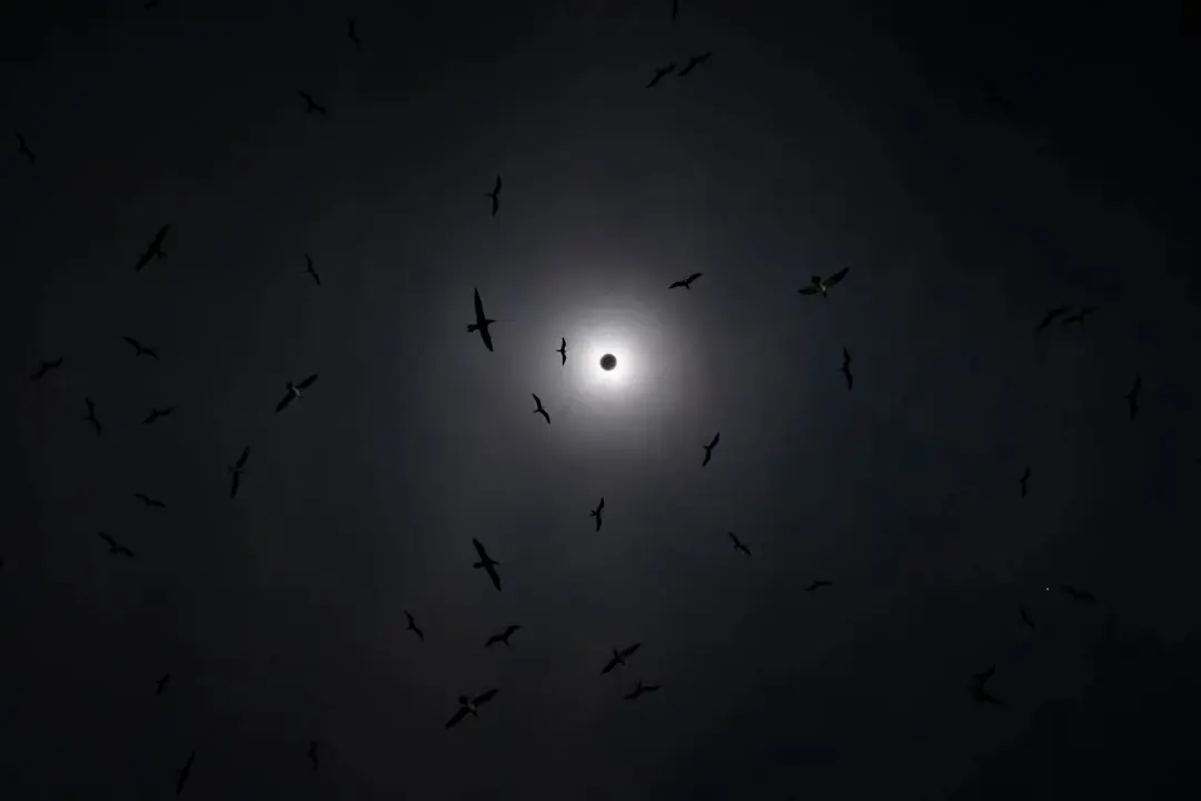 سایه مرغ دریایی در خورشید گرفتگی کامل