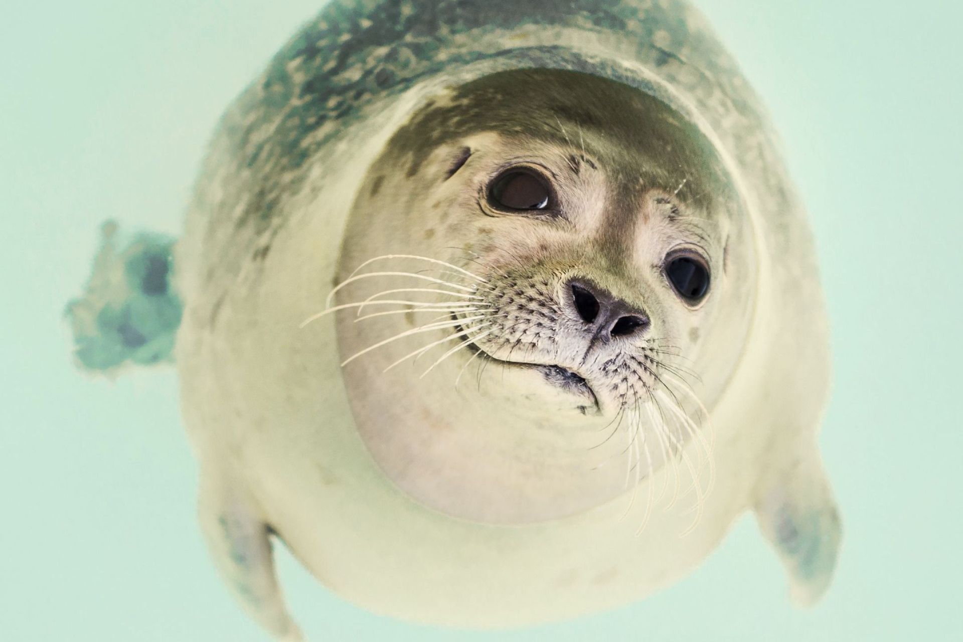 نمای نزدیک صورت یک فک با لبخند در برف