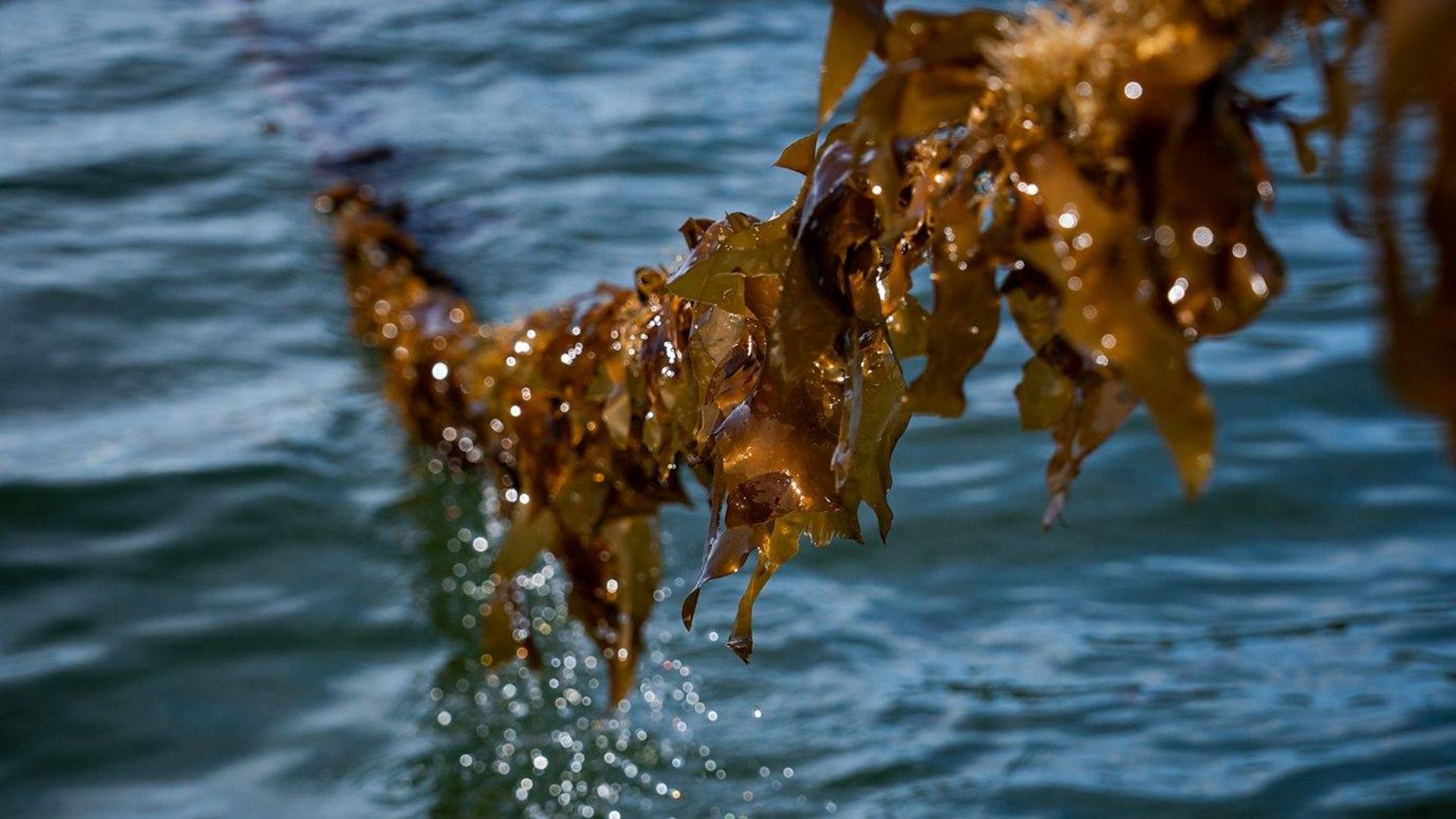 جلبک دریایی خوراکی
