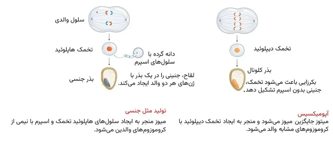 روش های تولید بذر