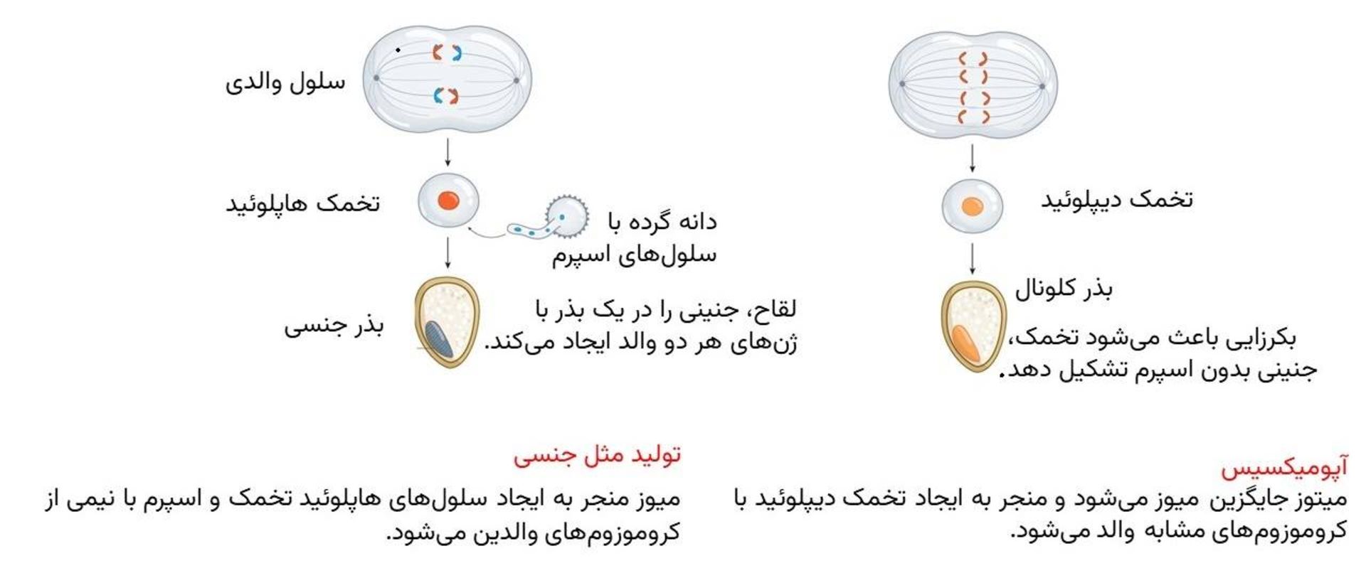 روش های تولید بذر