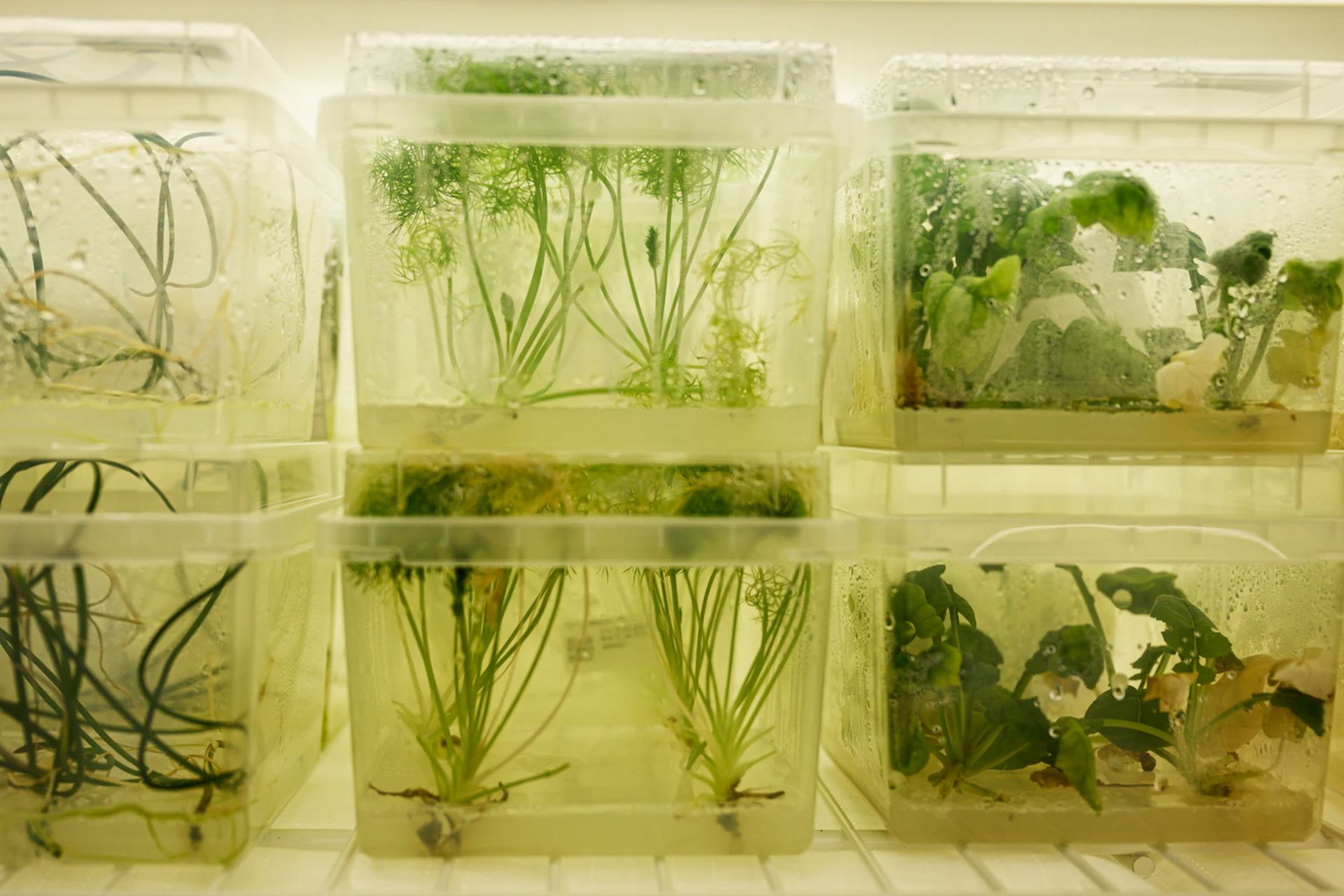 رشد گیاهان در آب