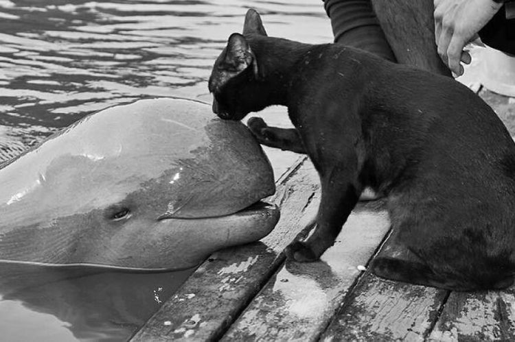گربه بوسیدن سر دلفین