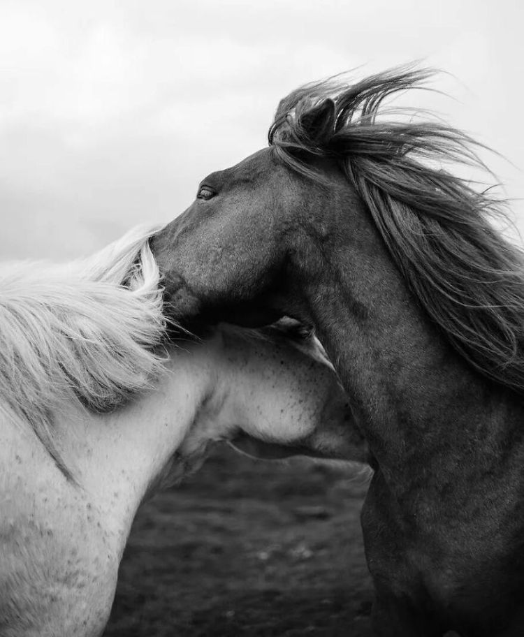 دو اسب سیاه و سفید