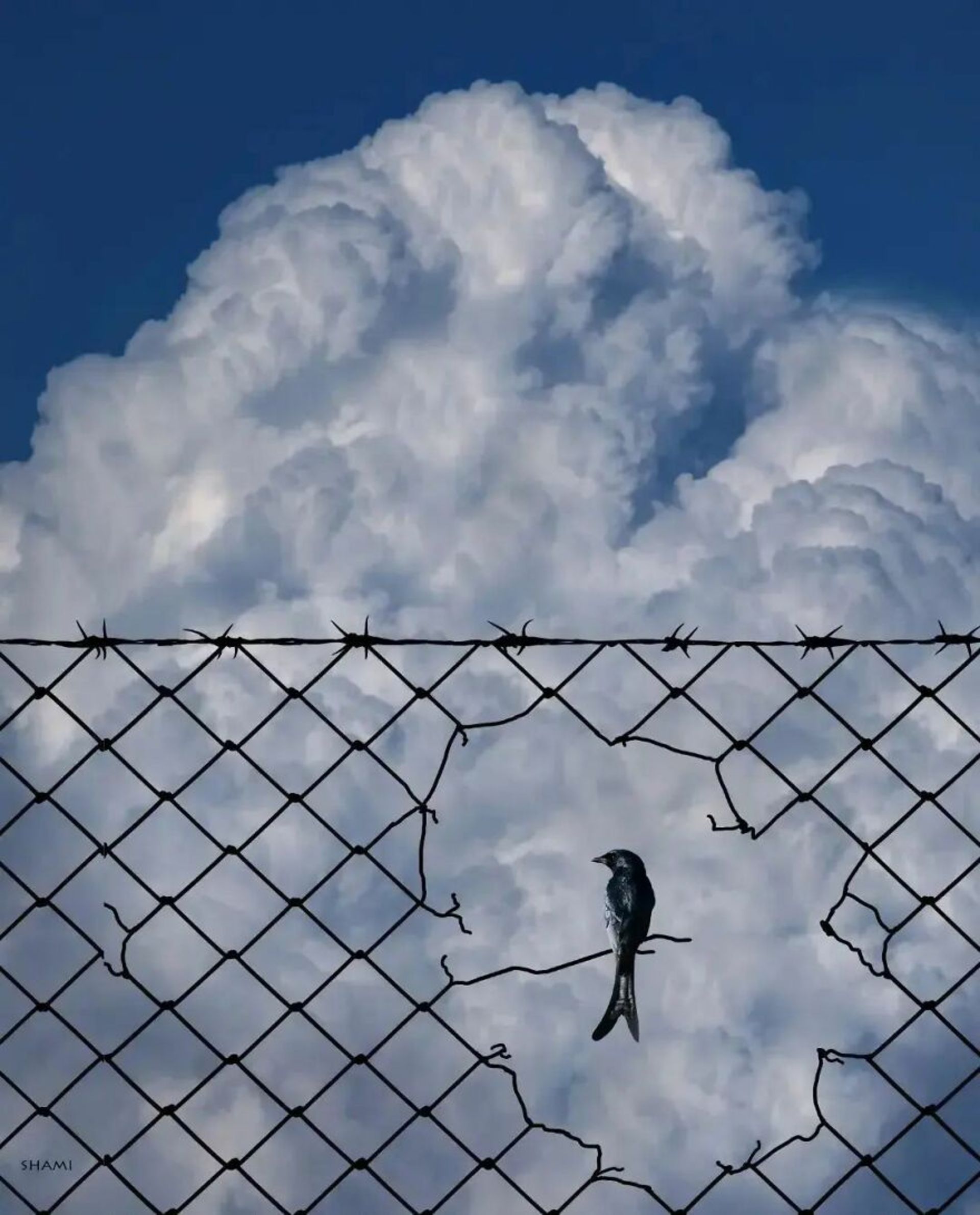 پرنده روی فنس پاره