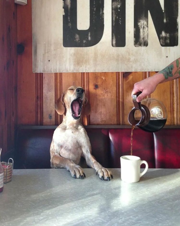 سگ خمیازه‌کش و قهوه