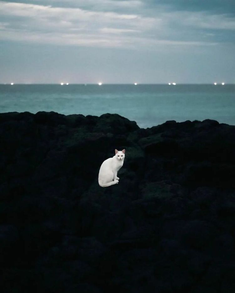 گربه سفید ساحل