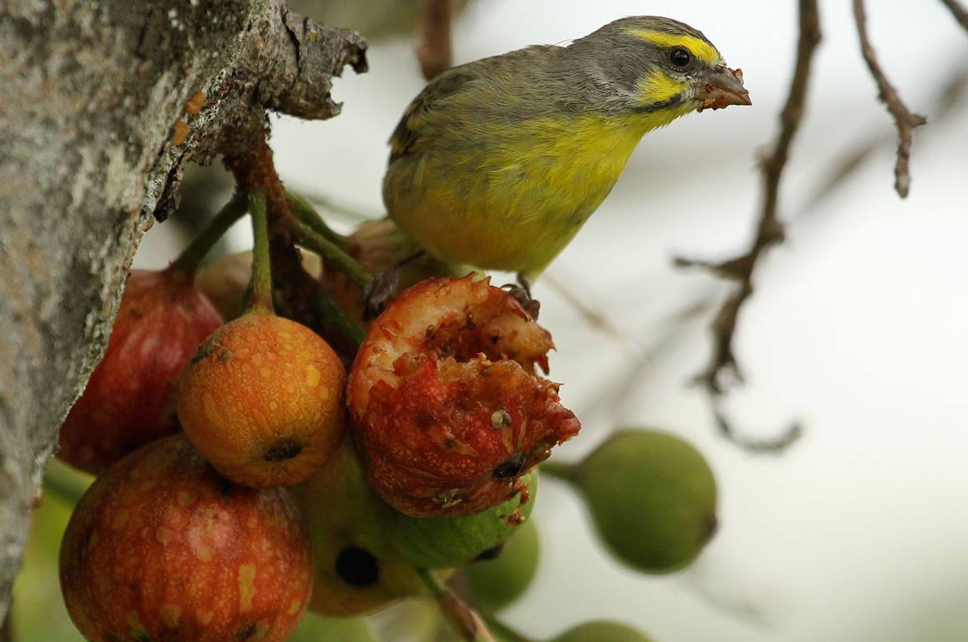 قناری پیشانی زرد