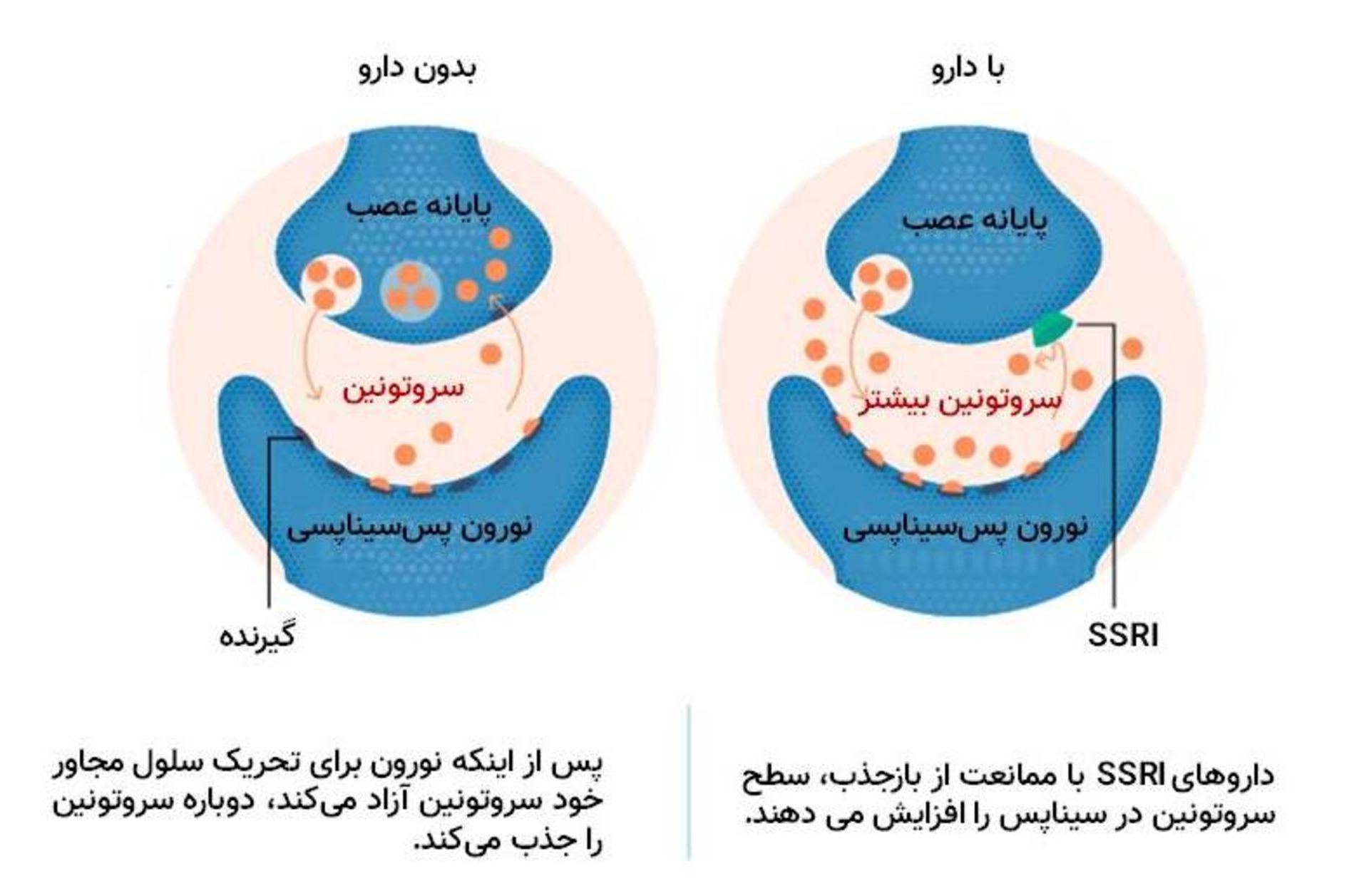 افزایش سروتونین در واکنش به ضدافسردگی