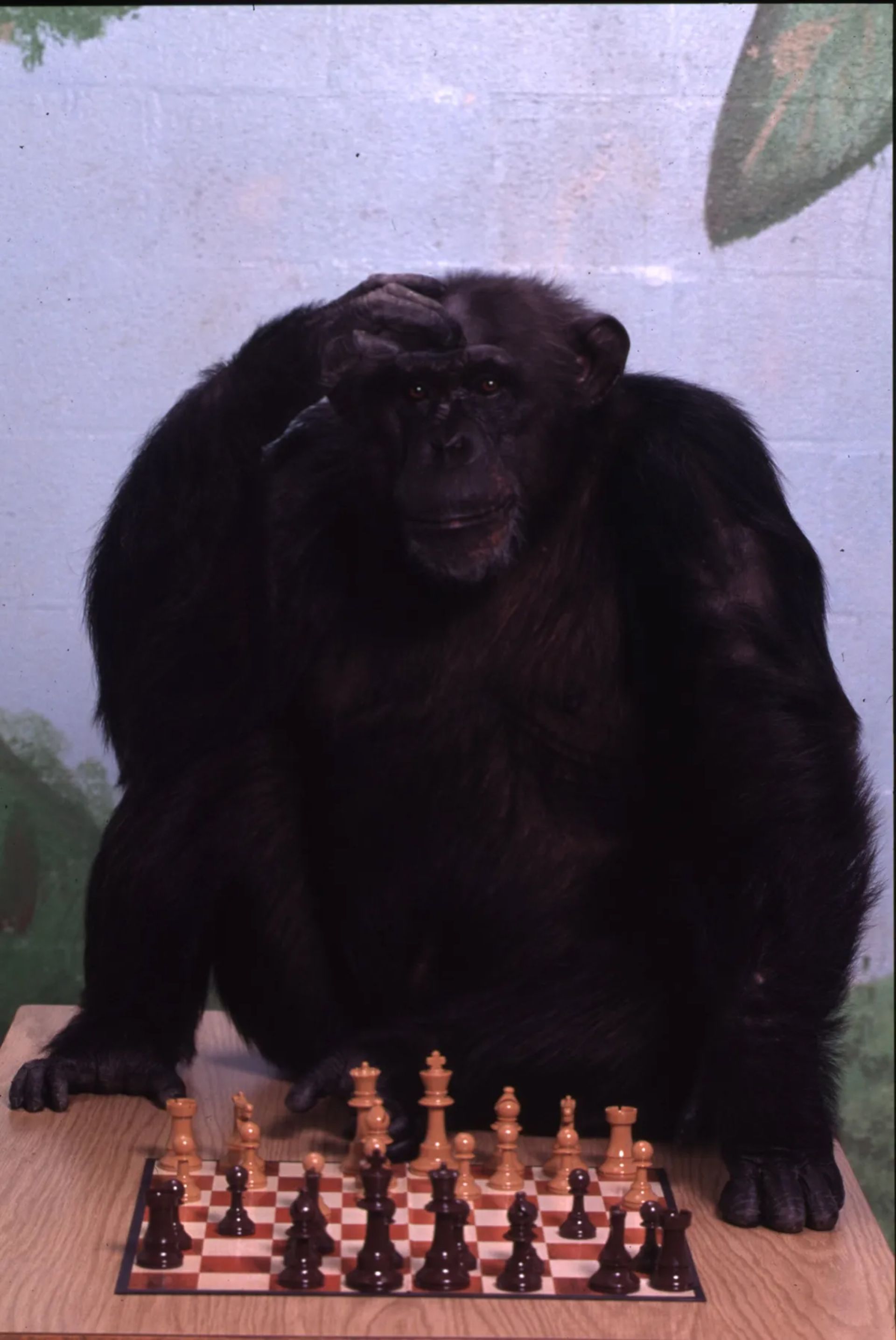 شامپانزه در مقابل صفحه شطرنج