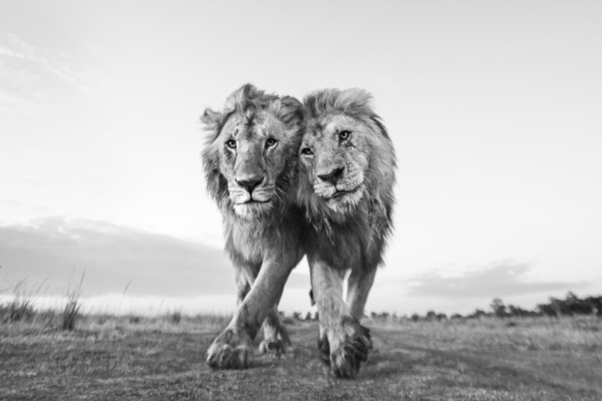 دو شیر عاشق قدم زدن طبیعت
