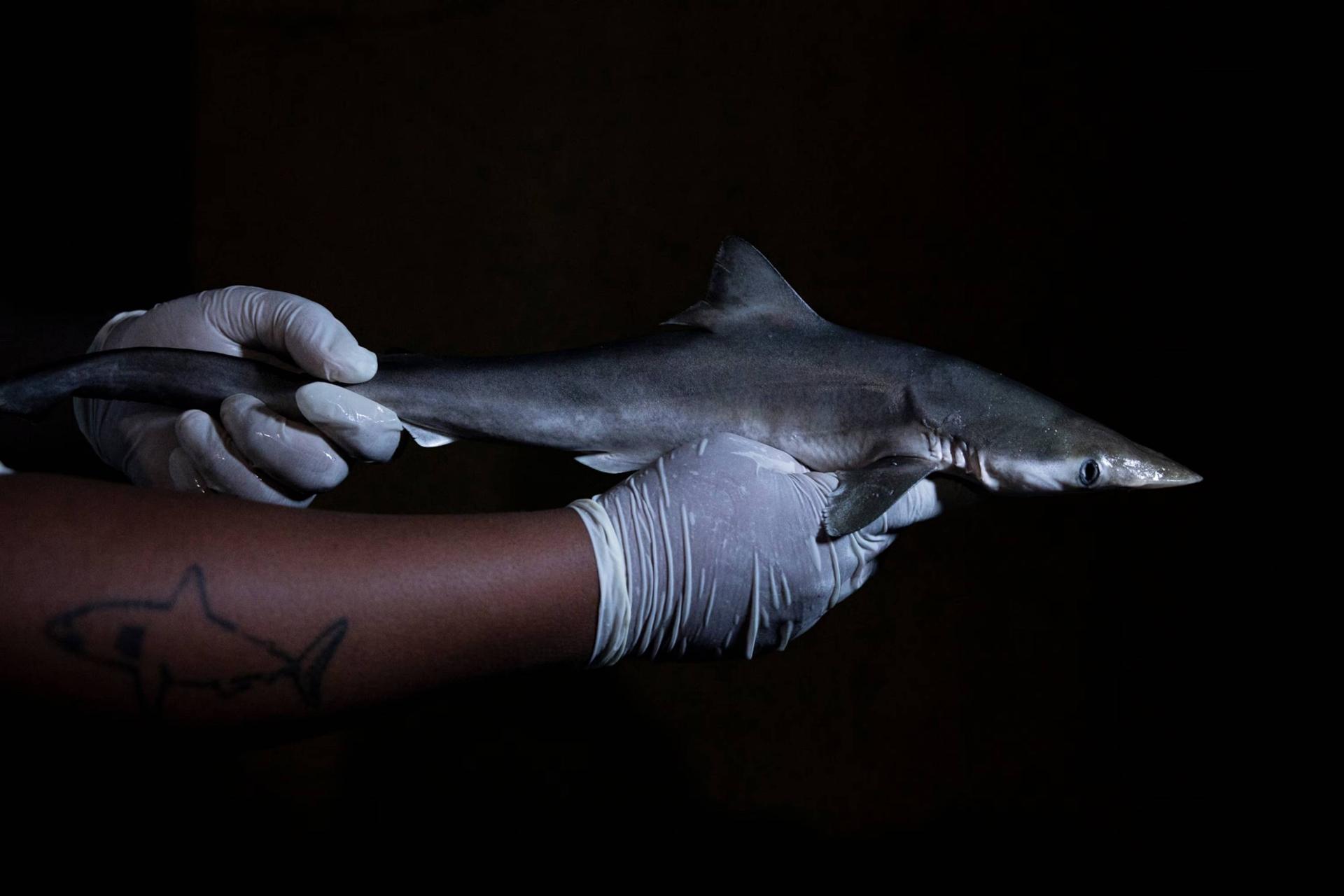 پژوهشگران کوسه‌های آلوده به کوکائین را در آب‌های سواحل برزیل شناسایی کردند