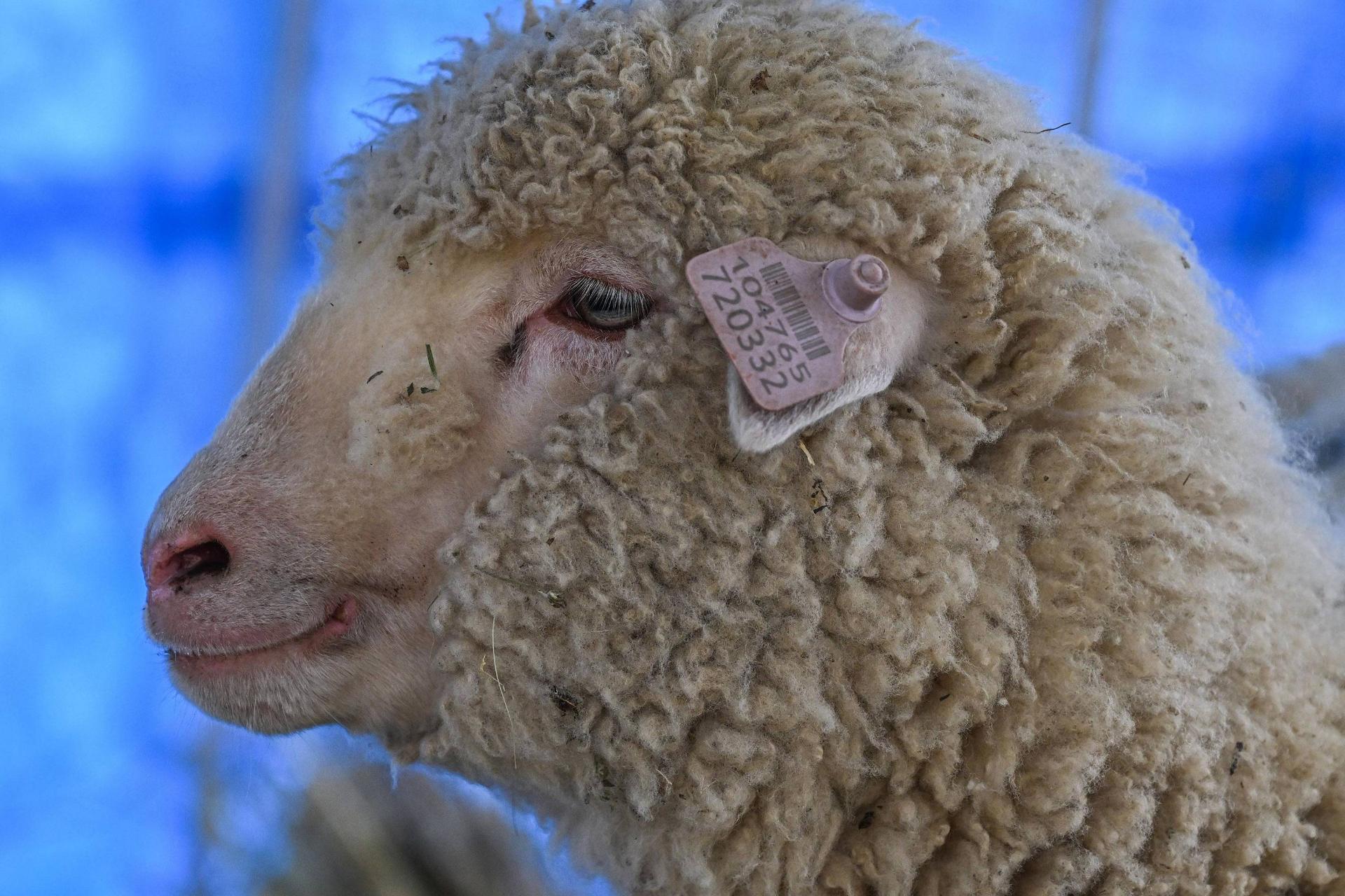 اولین گوسفند ویرایش ژنتیکی شده هند 