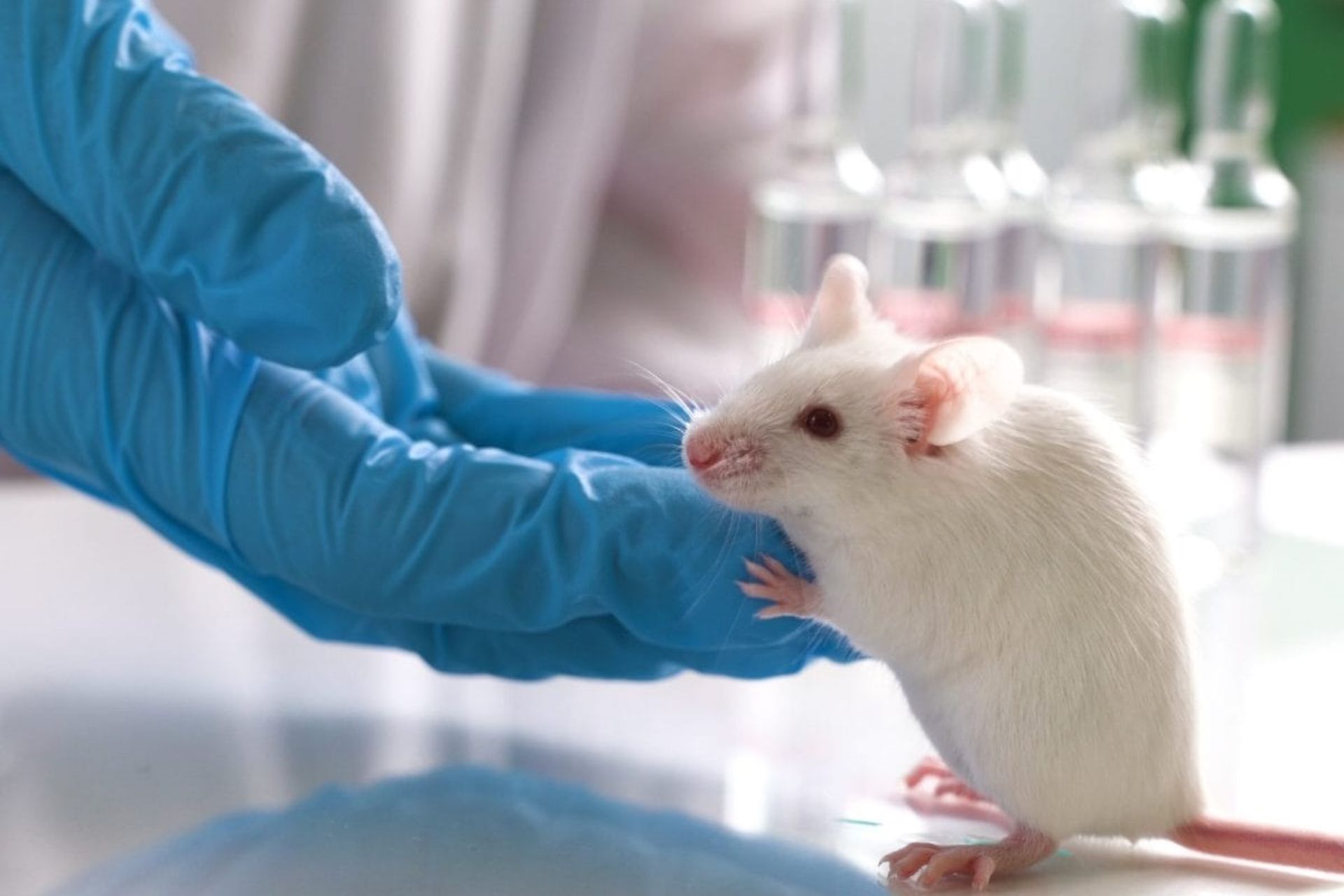 موش آزمایشگاهی سفیدرنگ انگشتان دست محقق را گرفته است