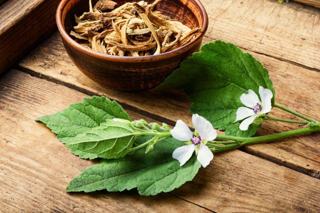 ریشه گل ختمی