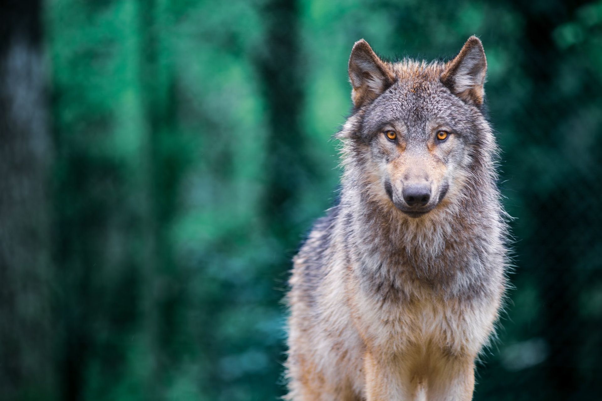 پرتره گرگ خاکستری (Canis Lupus) که در جنگل مستقیماً به شما نگاه می‌کند.