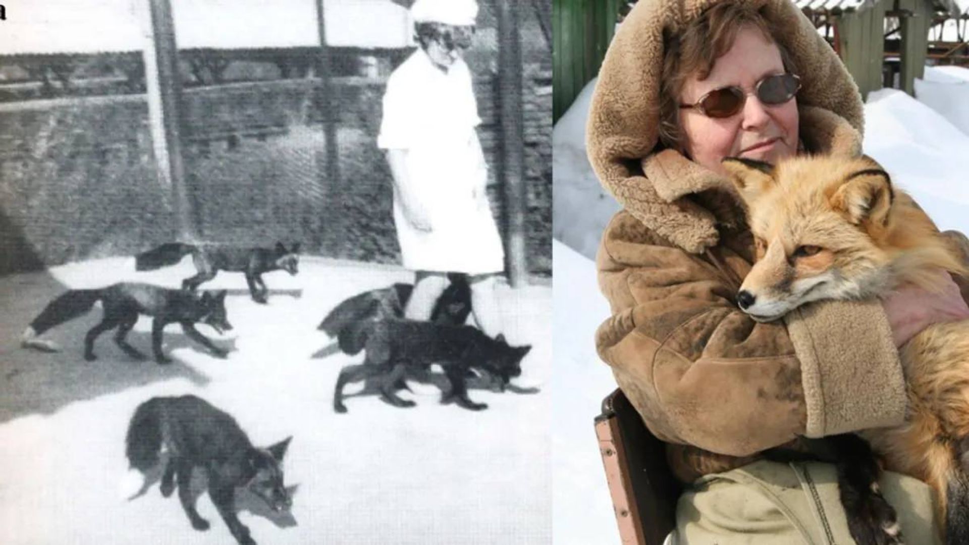 آزمایش اهلی کردن روباه نقره‌ای