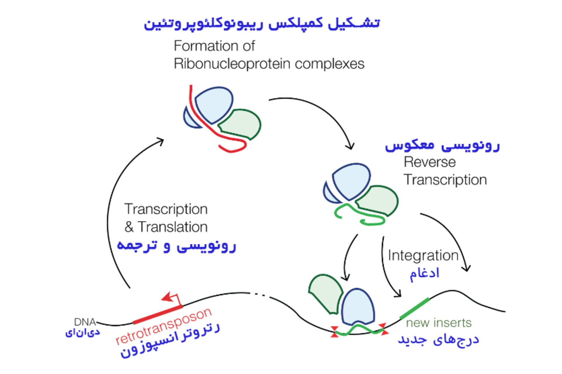 نمایش ساده چرخه زندگی یک رتروترانسپوزون