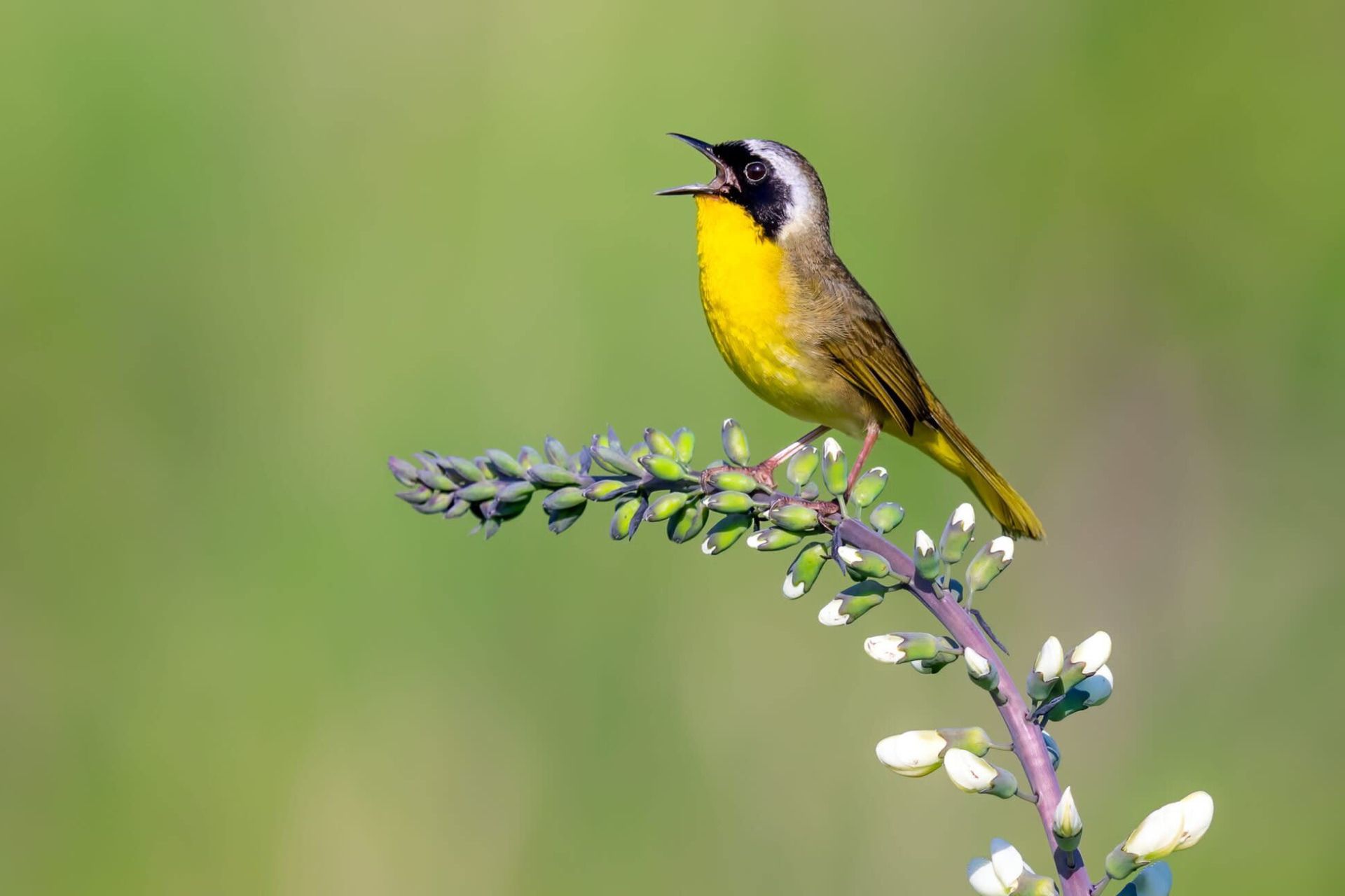  یک نوع پرنده کوچک با رنگ زرد گلو و سینه از خانواده‌ی سسکیان که در آمریکای شمالی یافت می‌شود.
