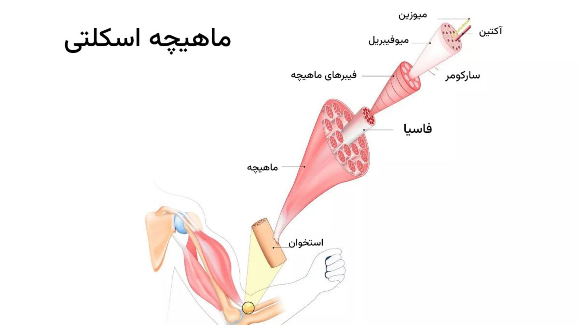 ماهیچه اسکلتی بدن