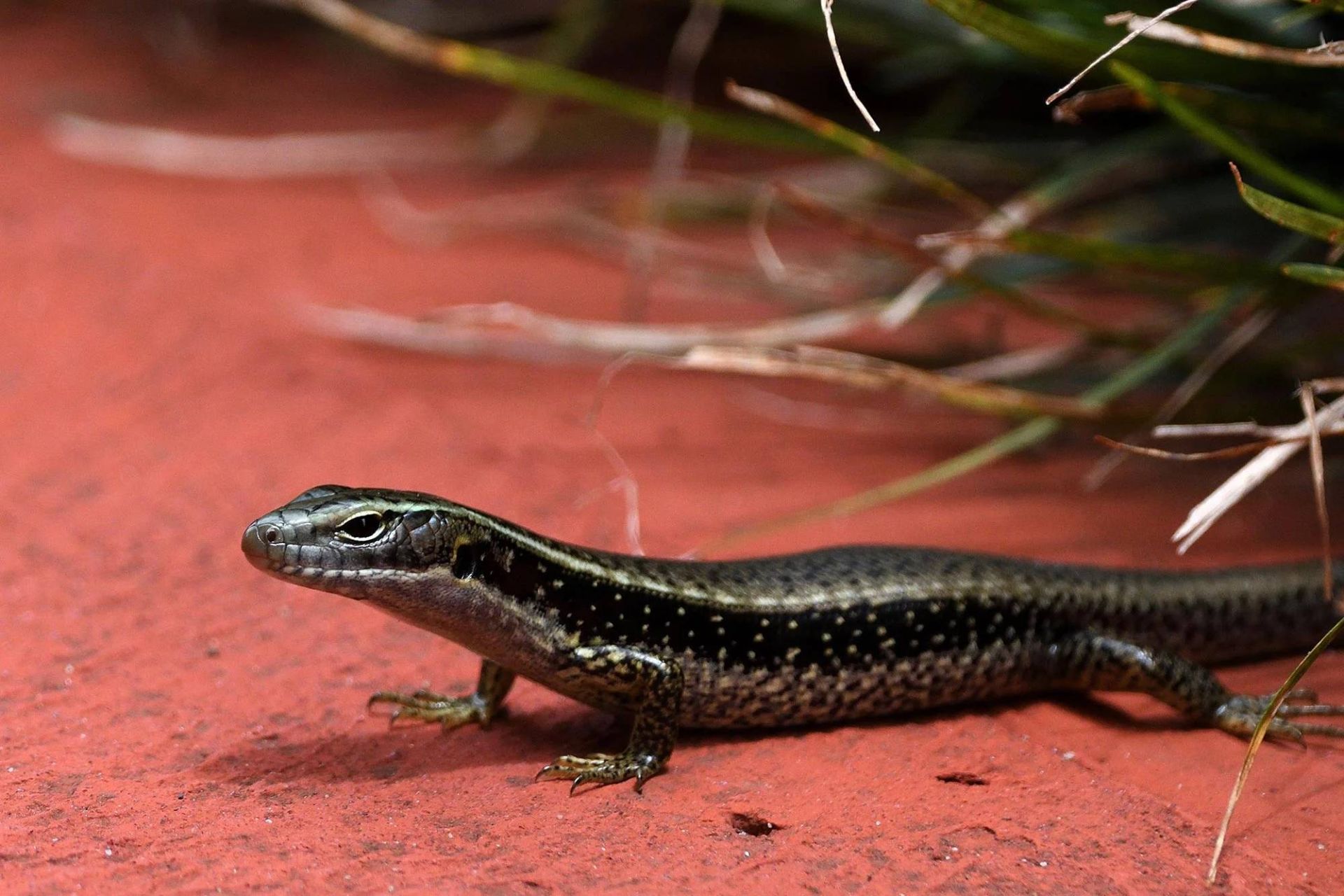 مارمولک سقنقور 