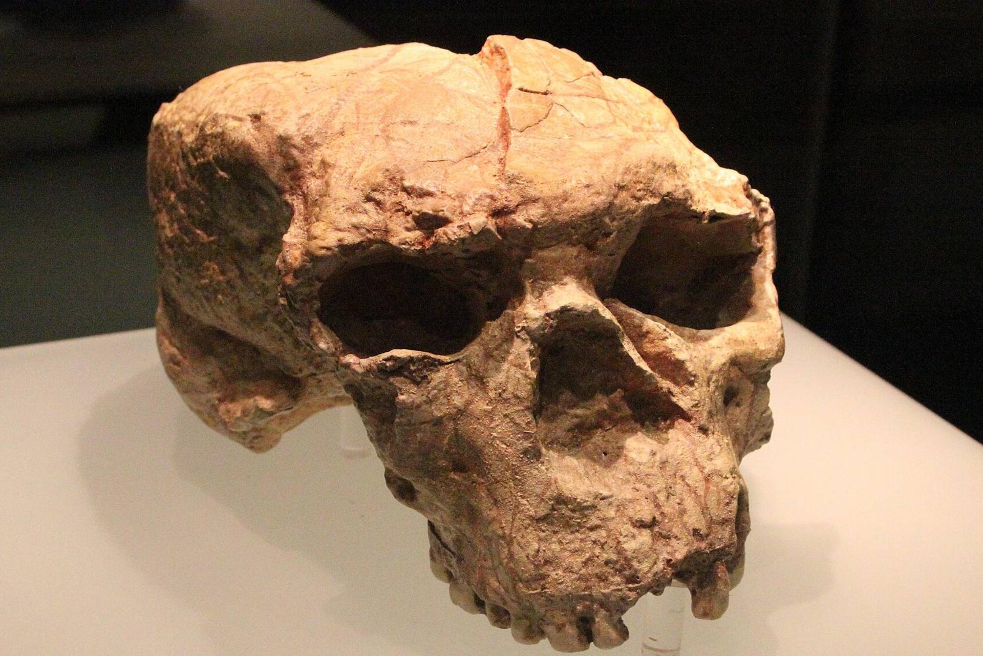 روایتی تازه از تاریخ تکامل انسان؛ آیا اجداد ما در خارج از آفریقا ریشه داشتند؟