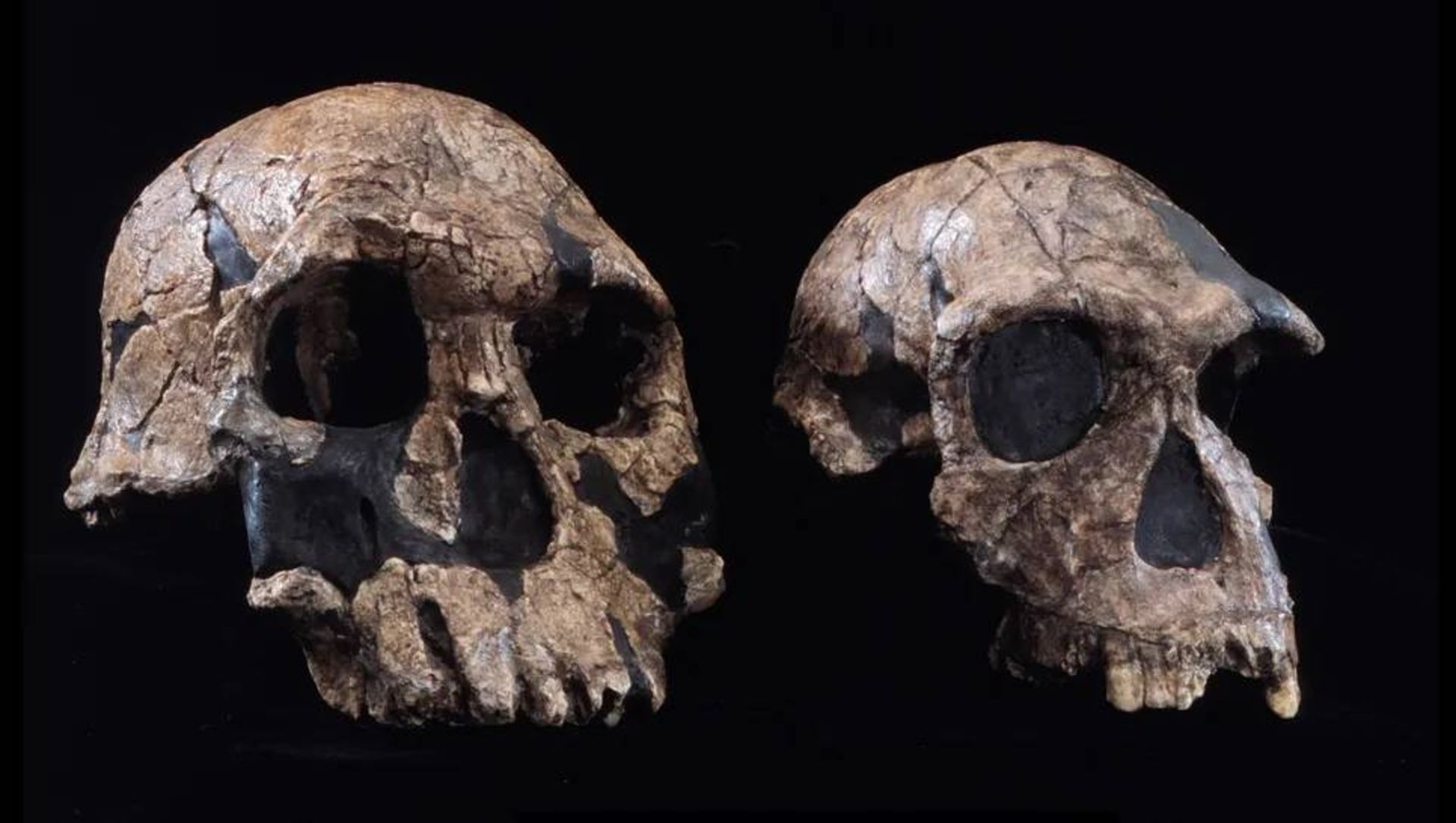 جمجمه انسان های اولیه