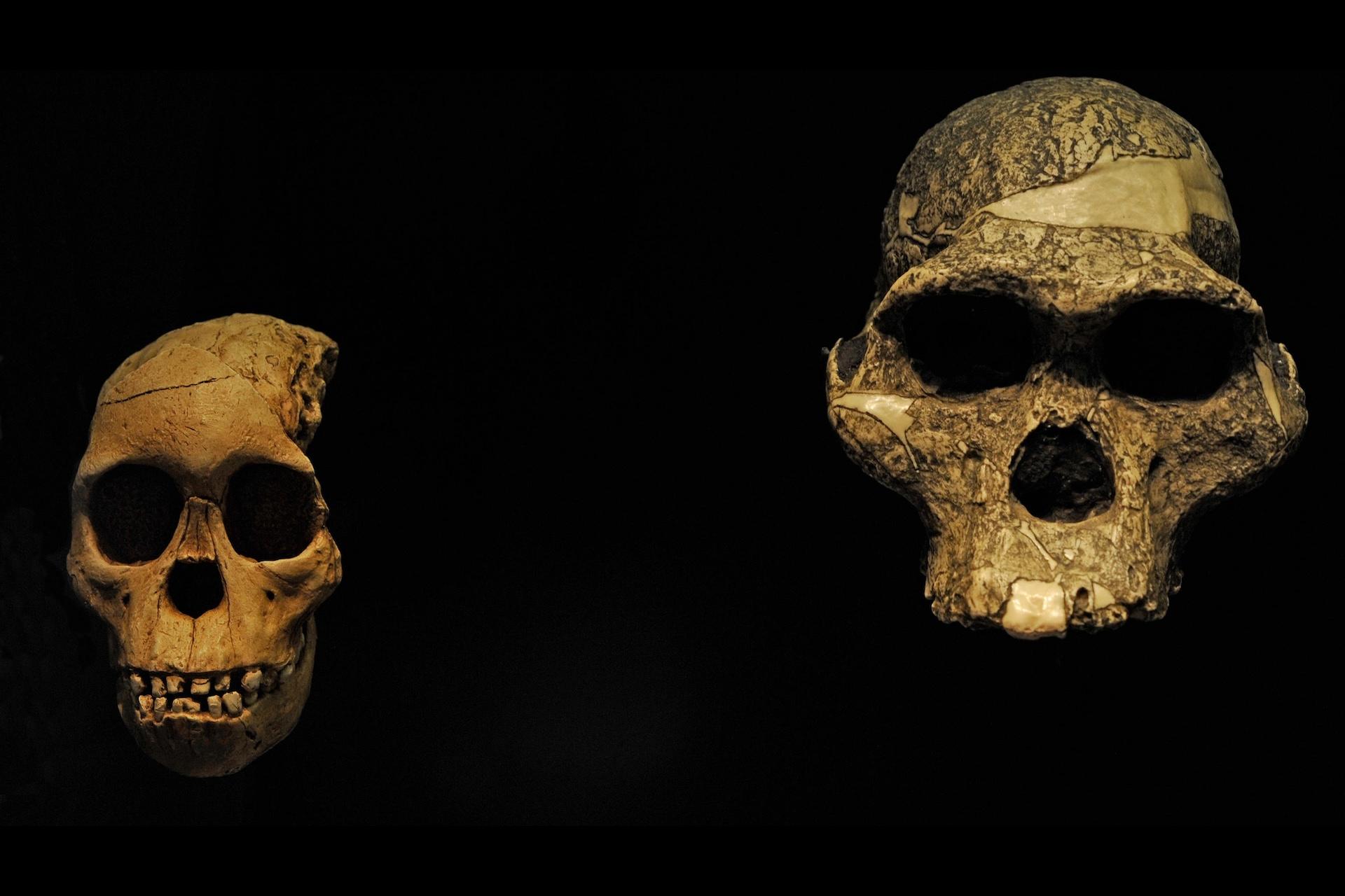 برای نخستین بار: دانشمندان جنسیت یک خویشاوند ۳٫۵ میلیون‌ساله انسان را فاش کردند