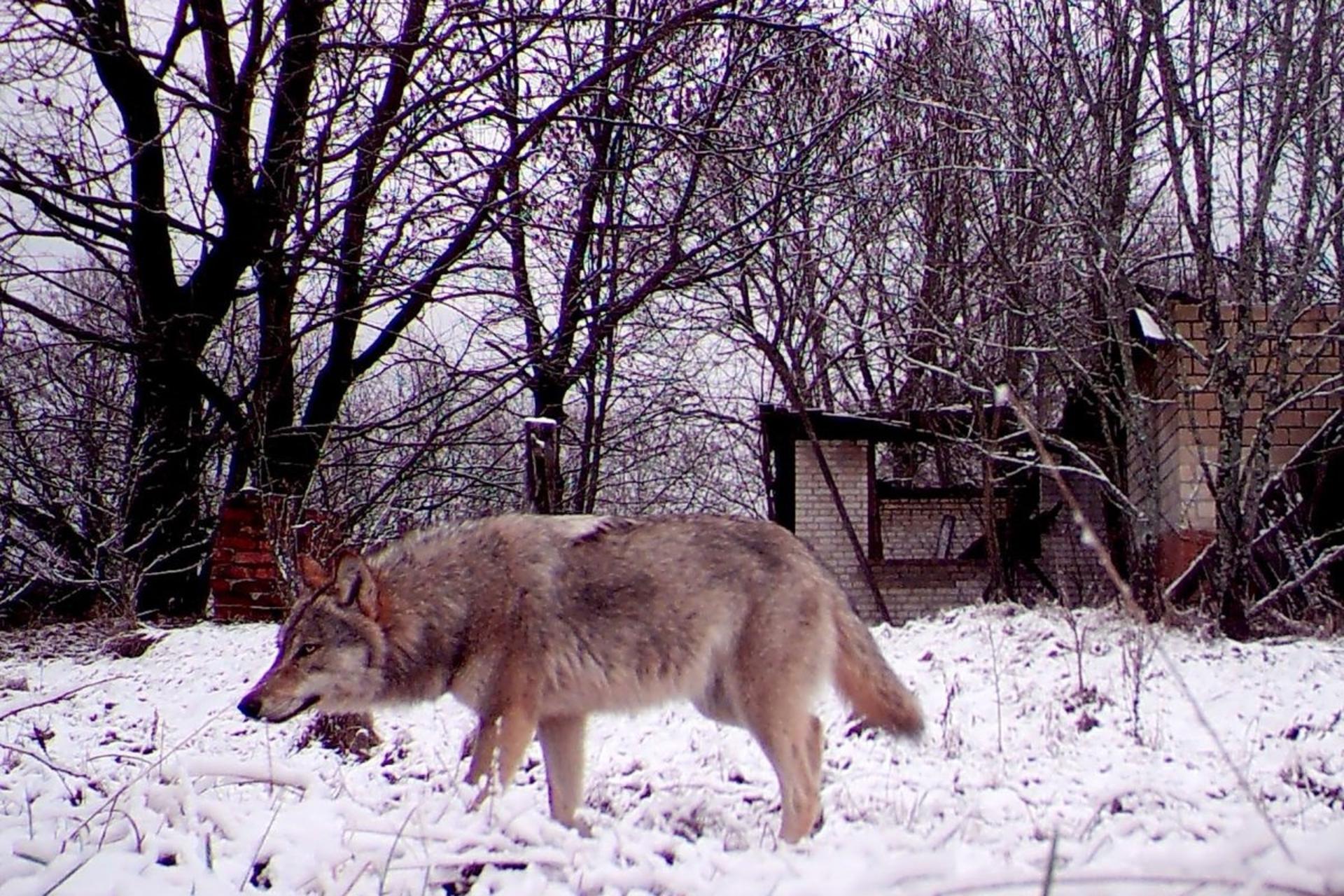 یک گرگ در چرنوبیل درمیان برف‌ها راه می‌رود