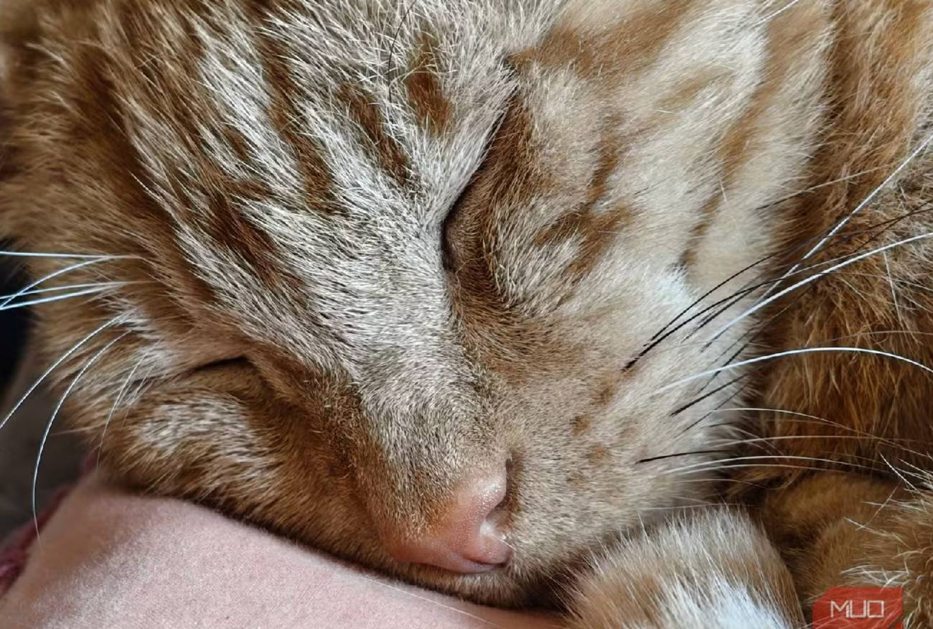 گربه نارنجی خوابیده