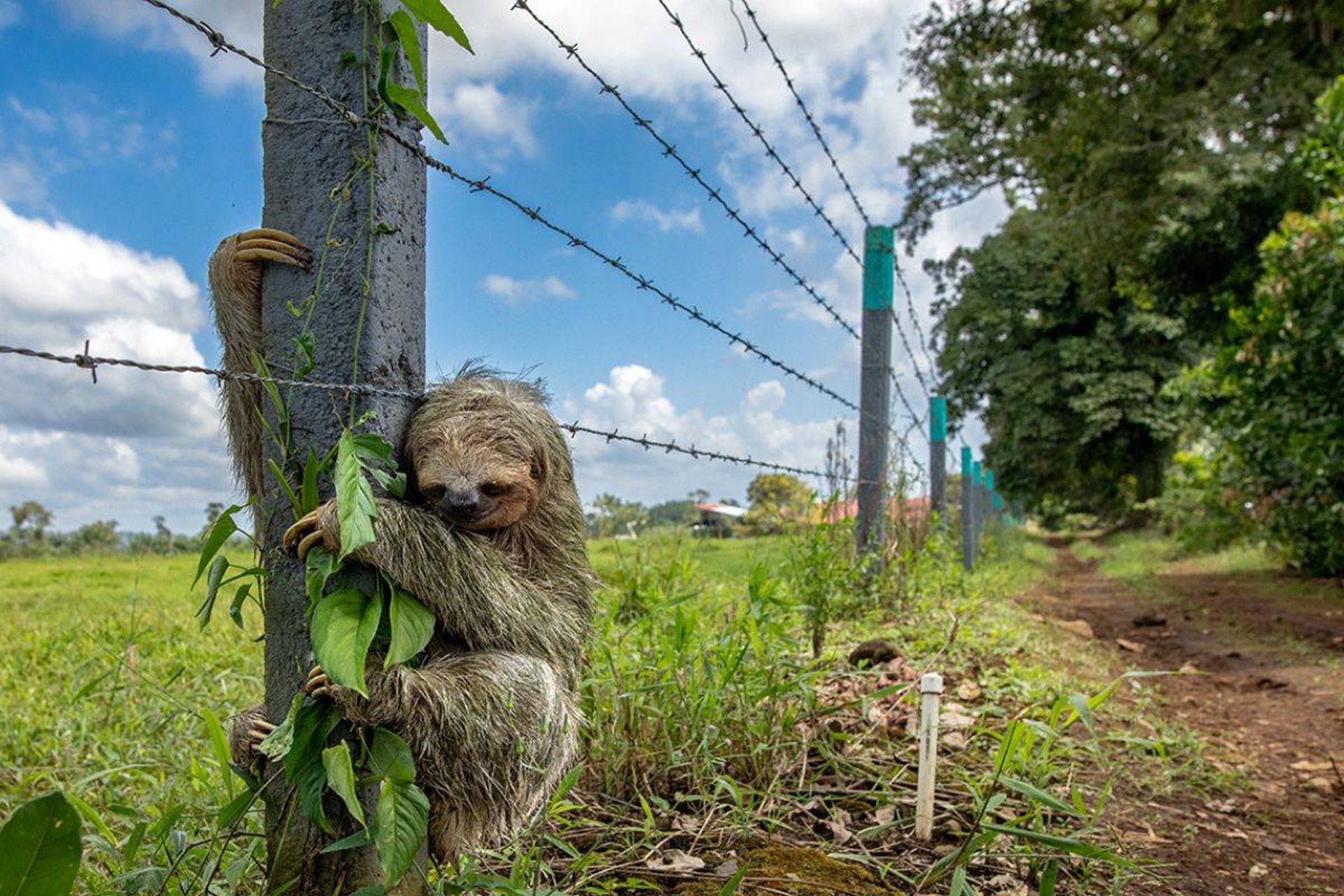 تنبل گلوقهوه‌ای سه انگشتی