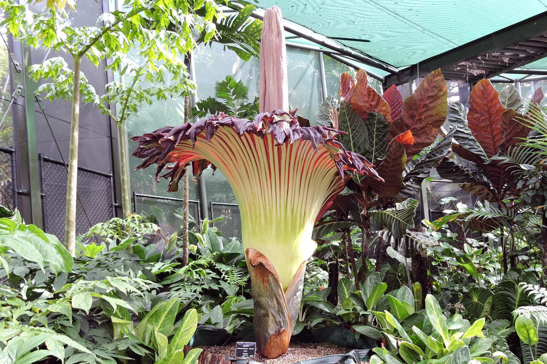 ترفند تکاملی عجیب: برخی گیاهان برای گرده‌افشانی بوی تعفن تولید می‌کنند