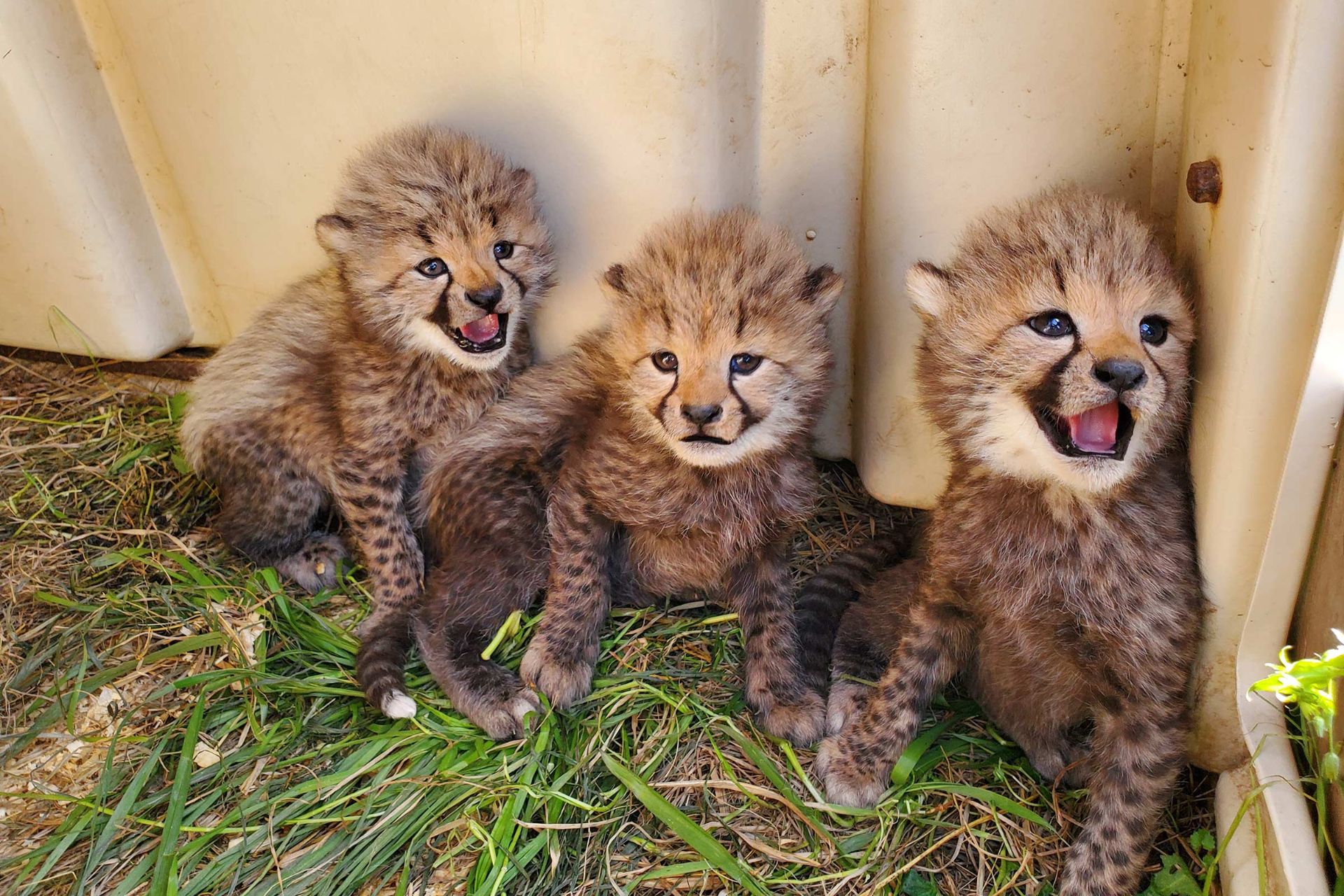 سه توله یوز متولدشده در پارک ملی جانورشناسی اسمیتسونین