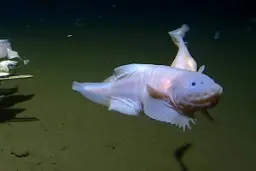 ماهی‌ها چگونه در اعماق اقیانوس زنده می‌مانند؟