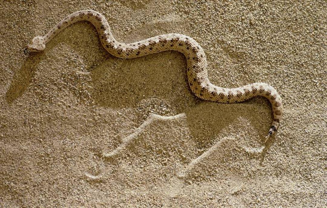 مار