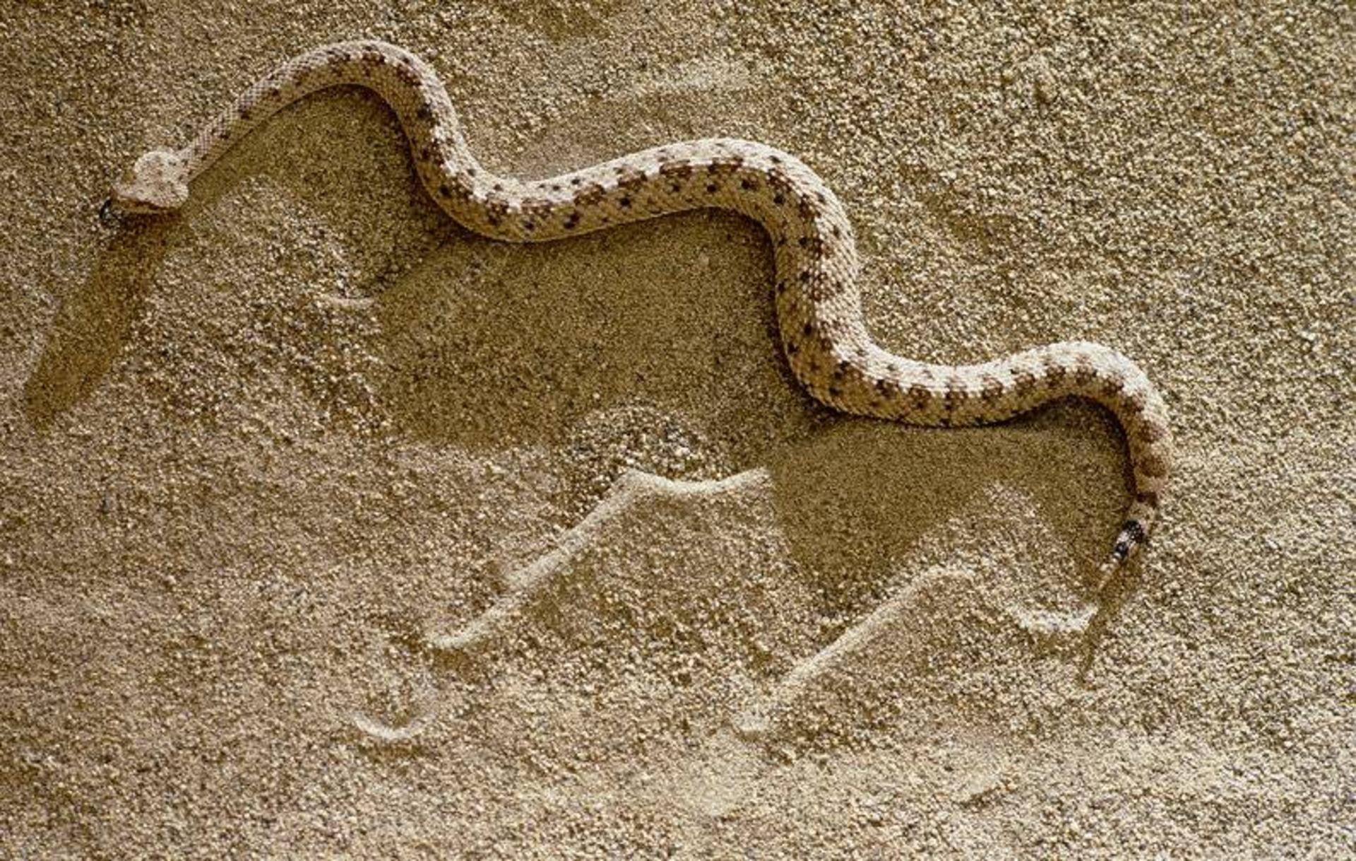 مار